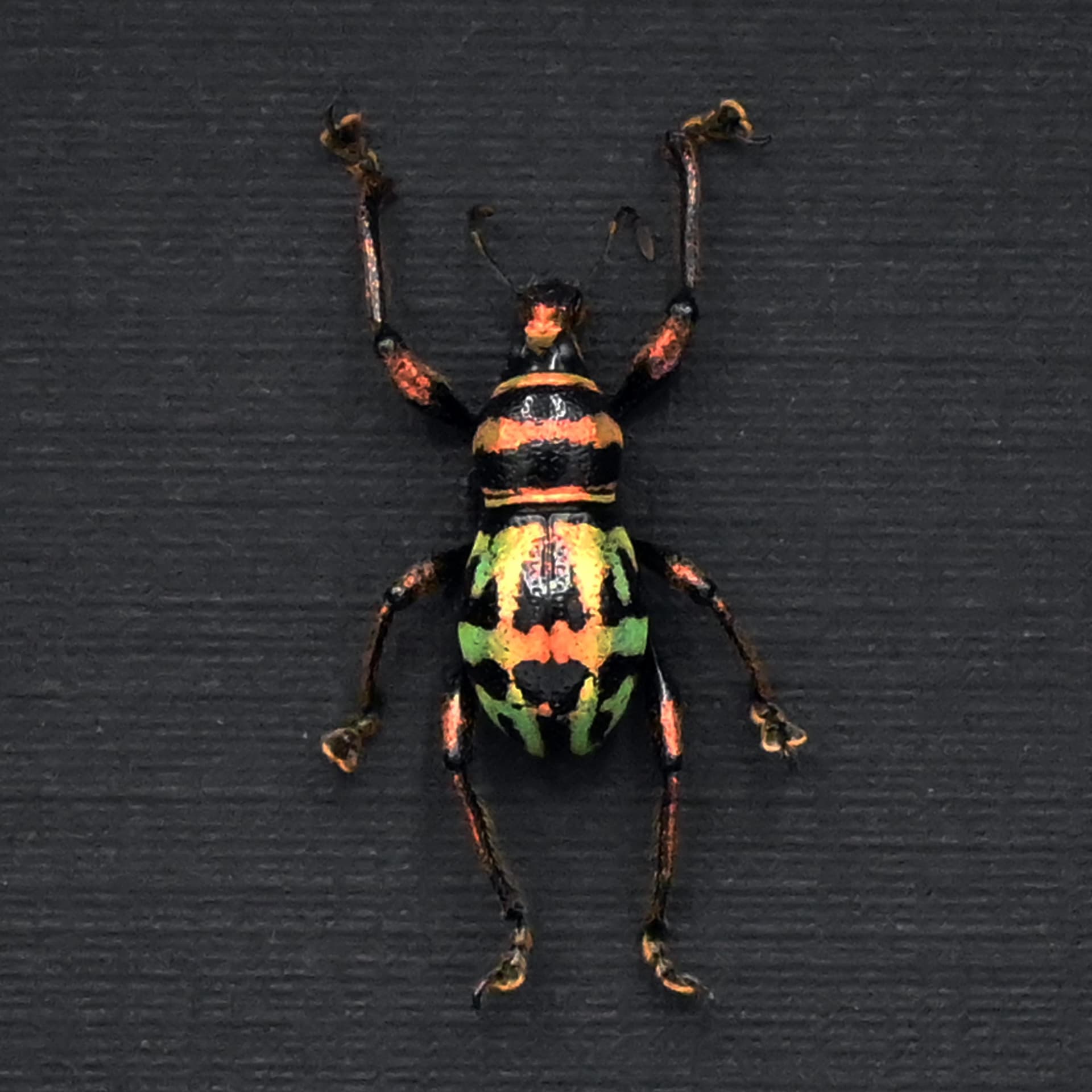 WEEVIL MANIA - Real green beetle framed taxidermy - Metapocyrtus perpulcheroides