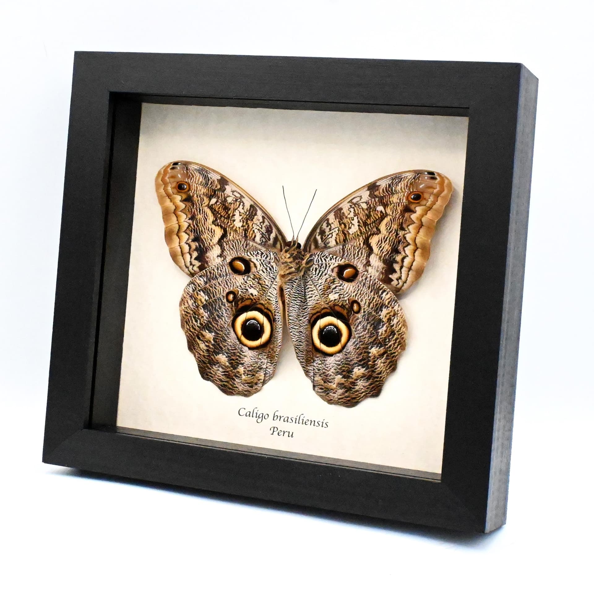 Giant real Owl butterfly framed taxidermy - Caligo brasiliensis - XL female