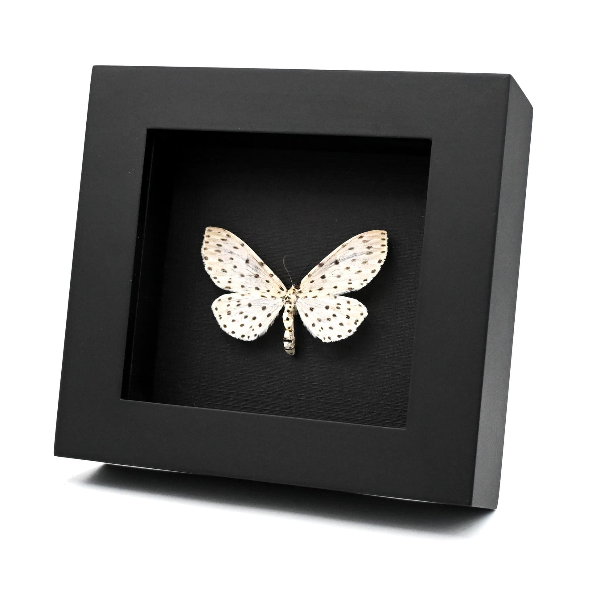 Real White Geometer moth framed taxidermy - Antipercnia belluaria - large female