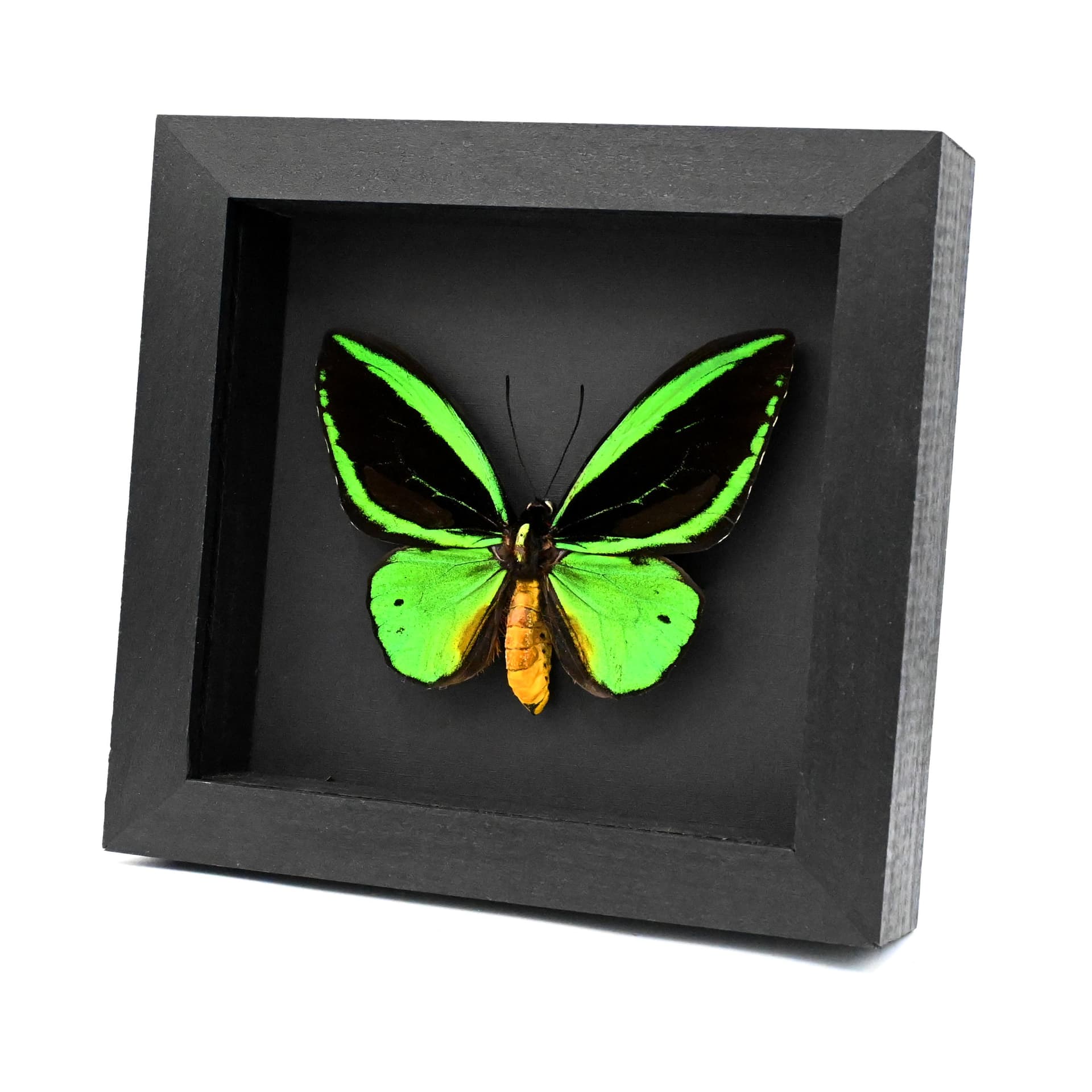 Real Giant Birdwing butterfly framed taxidermy - Ornithoptera priamus poseidon