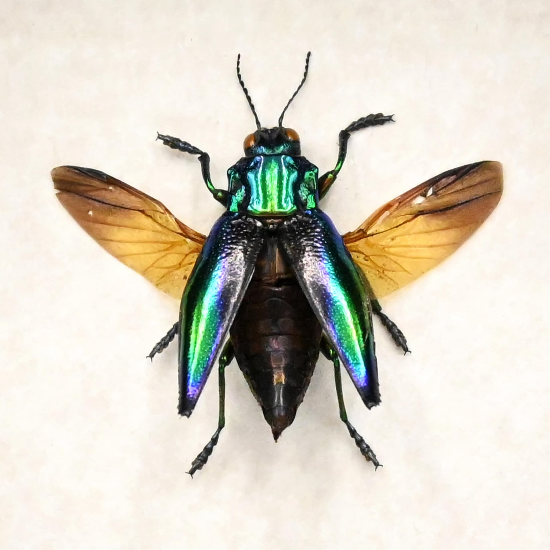Real deep purple jewel beetle framed taxidermy - Cyphogastra calepyga