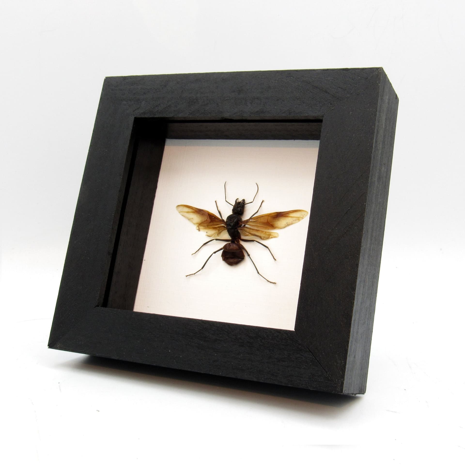 Real Giant Forest Ant framed taxidermy - Dinomyrmex gigas - winged female