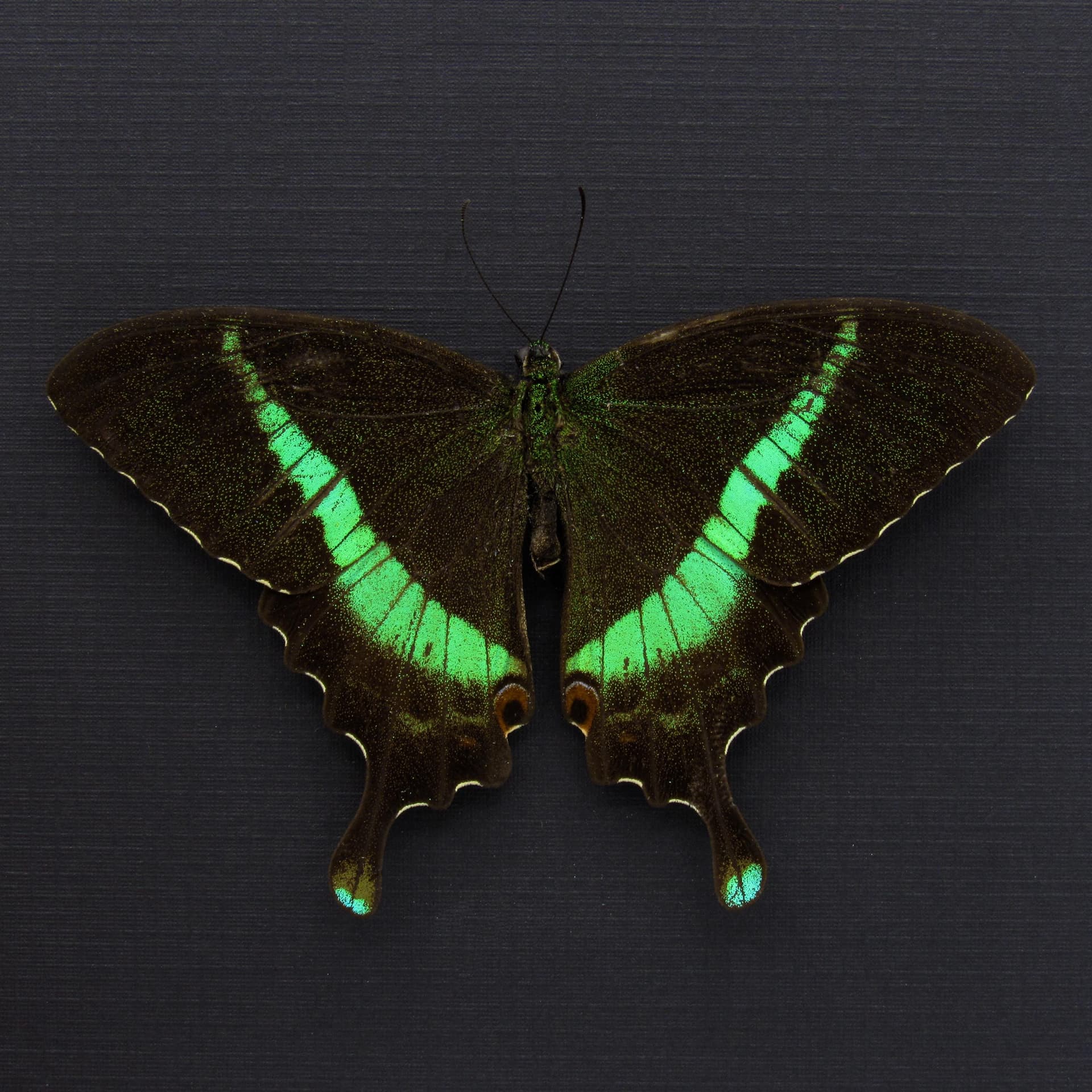 Rare green Banded Peacock Swallowtail butterfly framed specimen - Papilio crino - Victorian mount