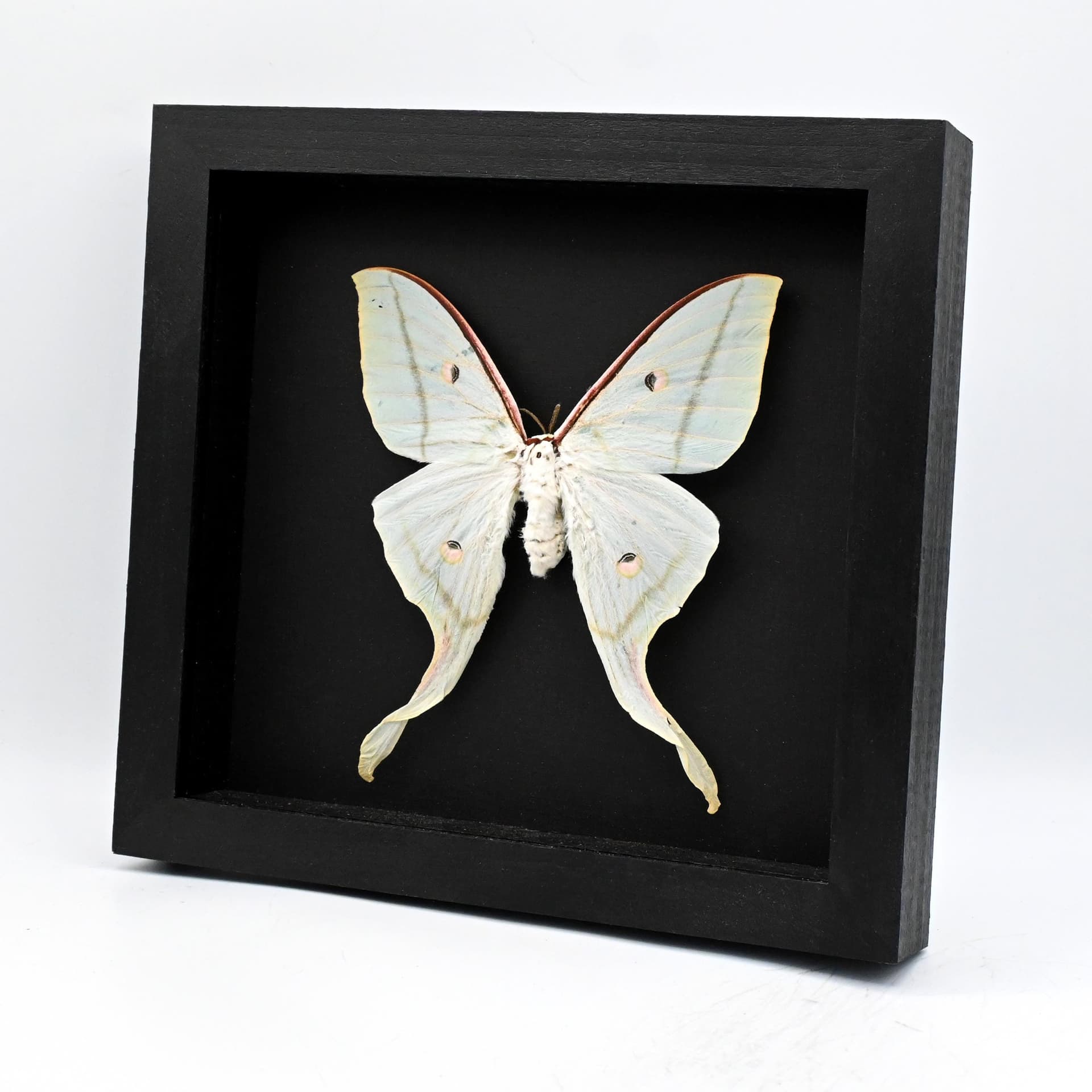 Real Giant Indian moon moth framed taxidermy - Actias selene - XL female - minor damage