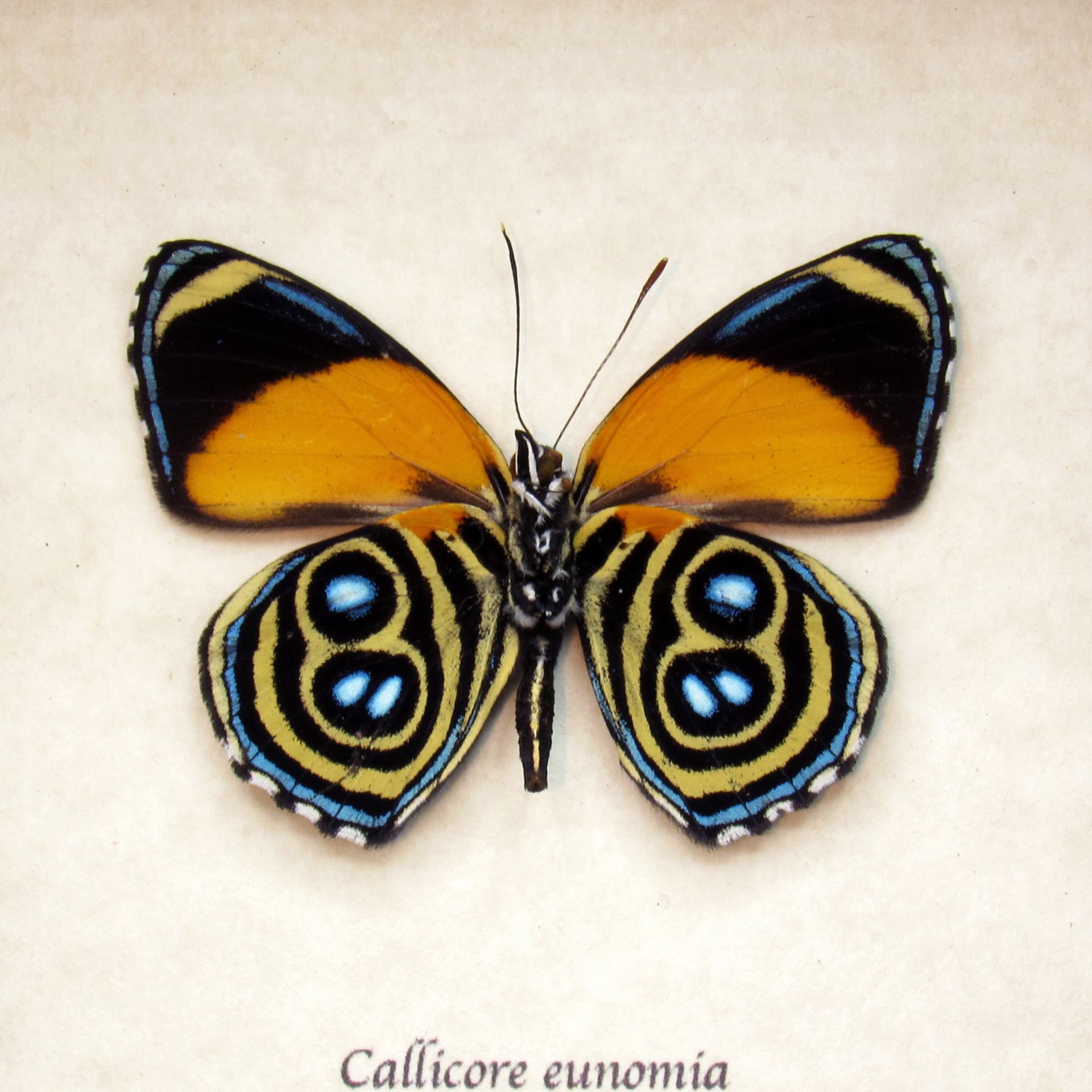 Real framed Eunomia Eighty-eight taxidermy butterfly - Callicore eunomia
