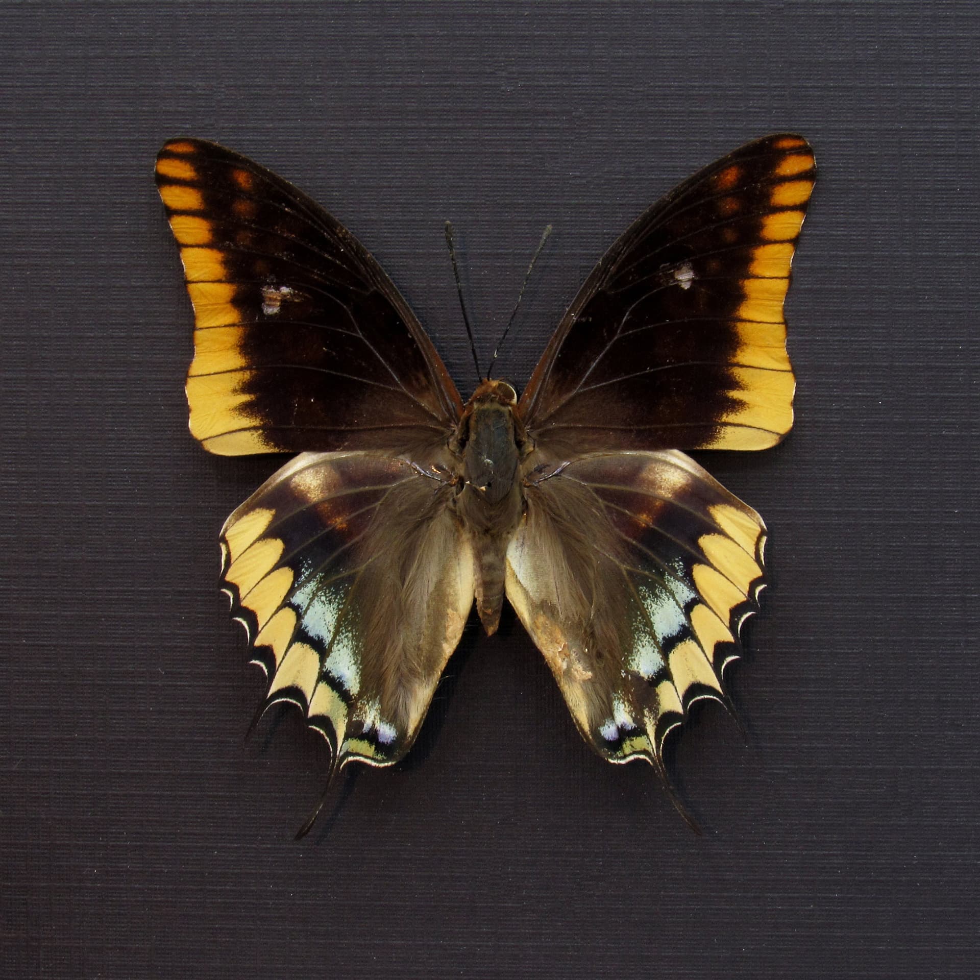 Real Two-tailed Pasha butterfly framed taxidermy - Charaxes epijasius