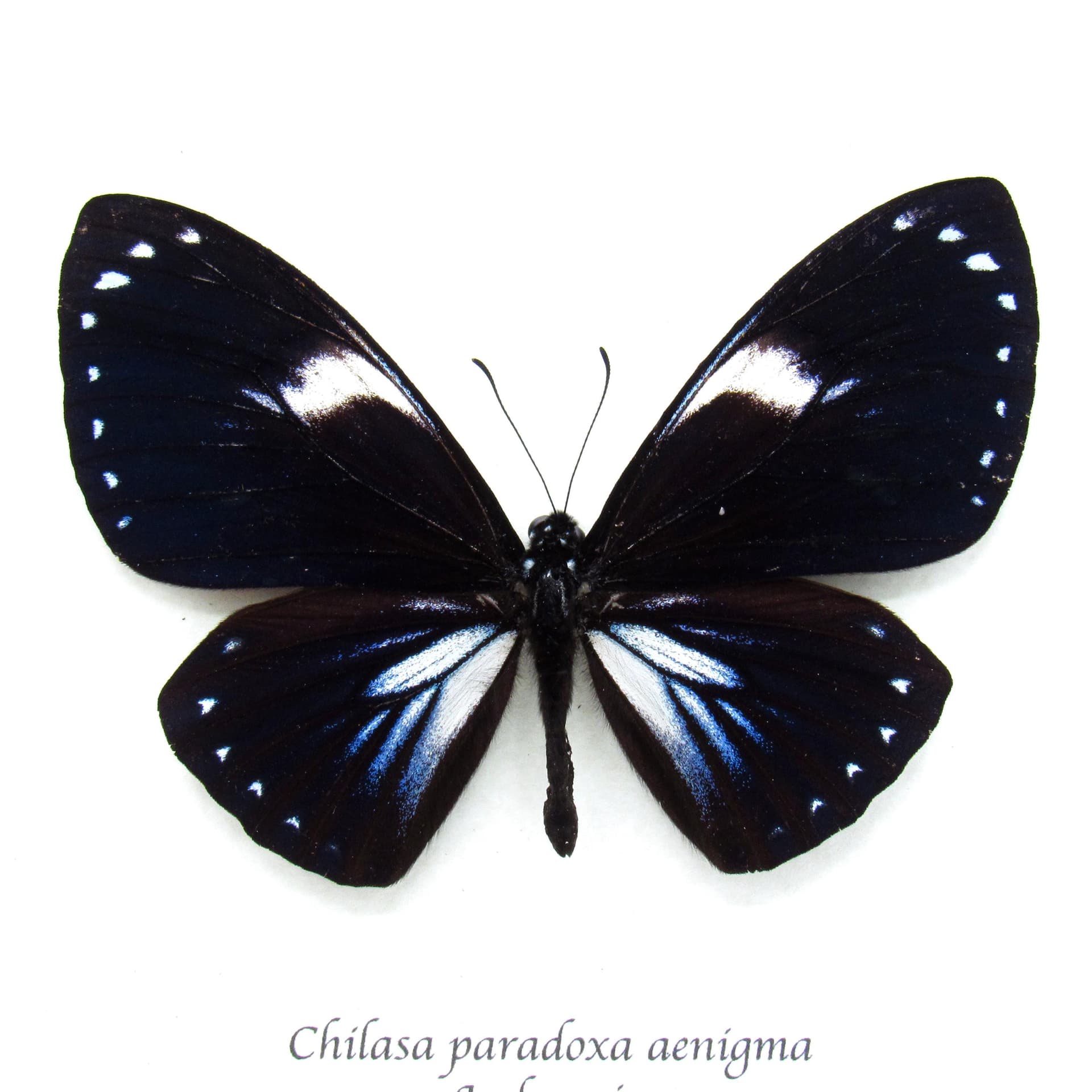 Rare iridescent blue butterfly framed taxidermy - Chilasa paradoxa aenigma