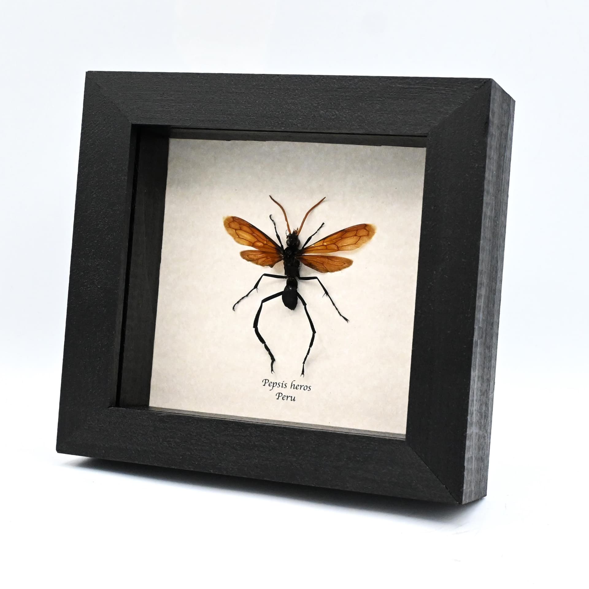 Rare Tarantula Hawk Wasp framed taxidermy - Pepsis heros - 2.65 inch wingspan
