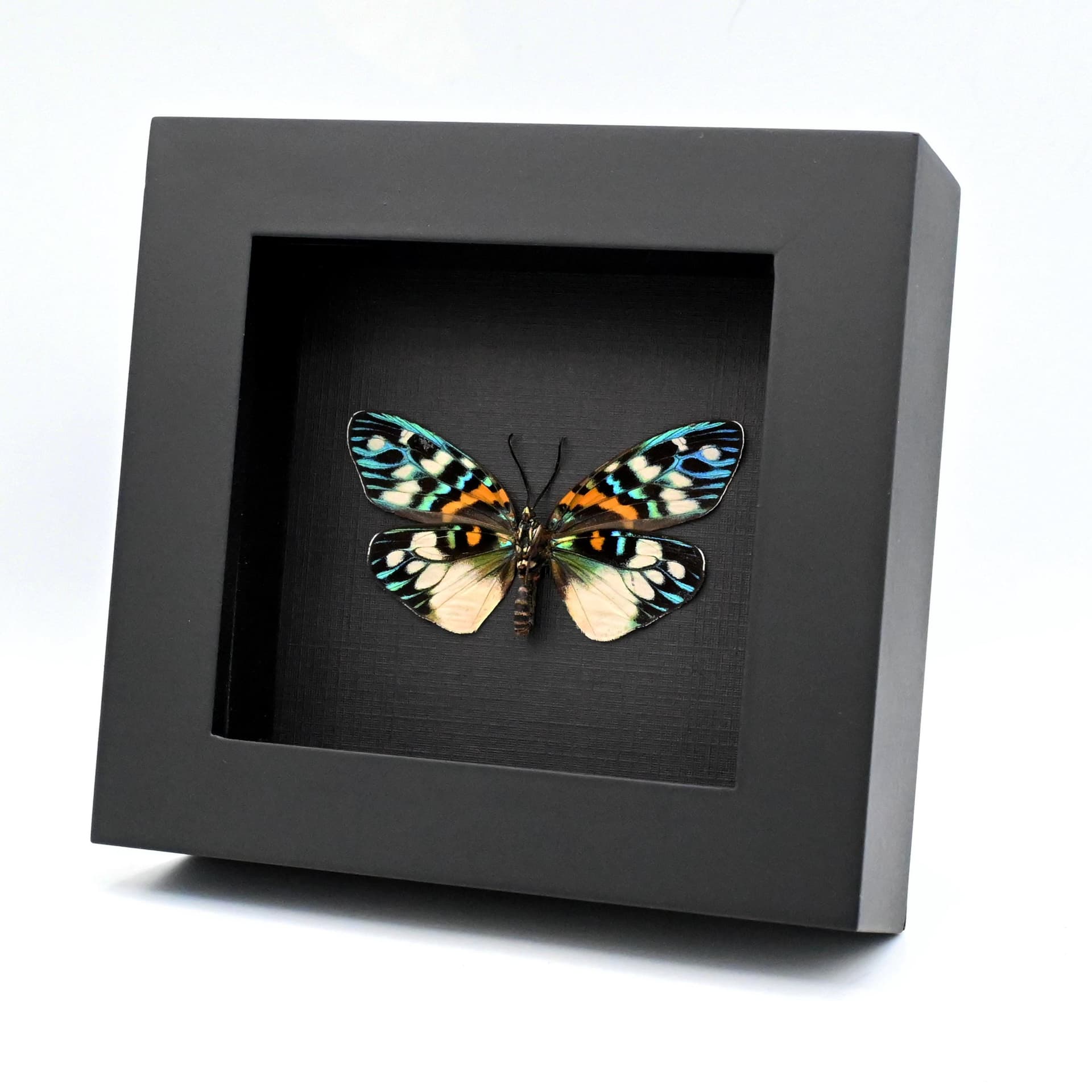 Real metallic Day Flying moth framed taxidermy - Erasmia pulchera chinensis