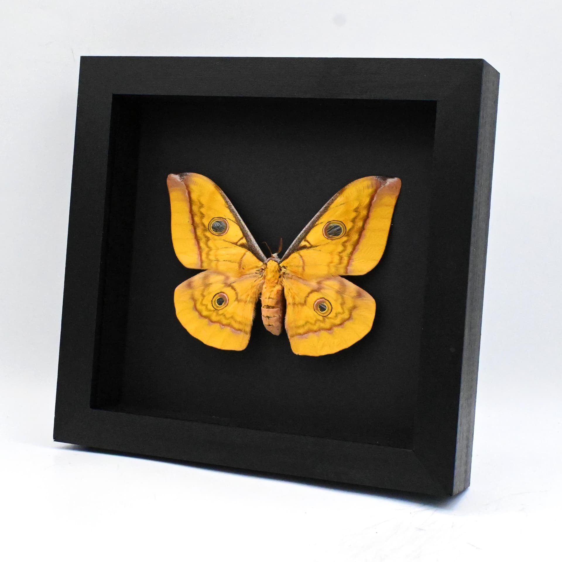 Real Giant Saturn moth framed taxidermy - Antheraea frithi - large female