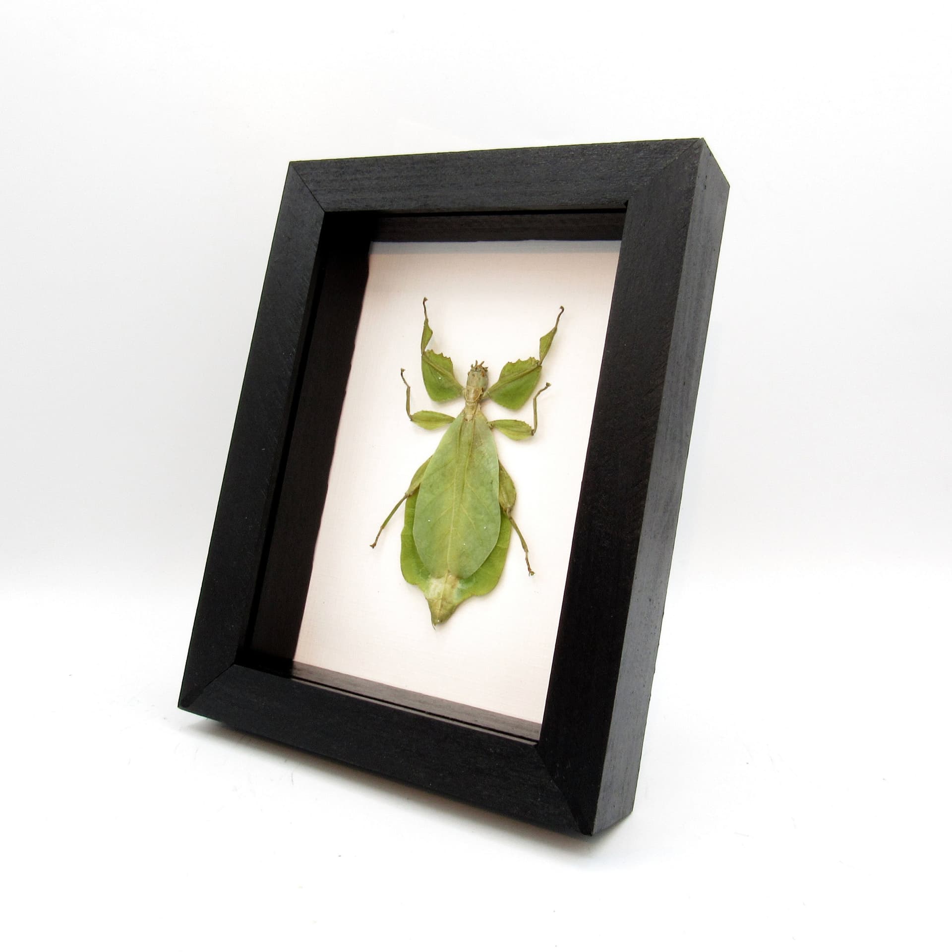 Real Walking Leaf insect framed taxidermy - Phyllium celebicum - female