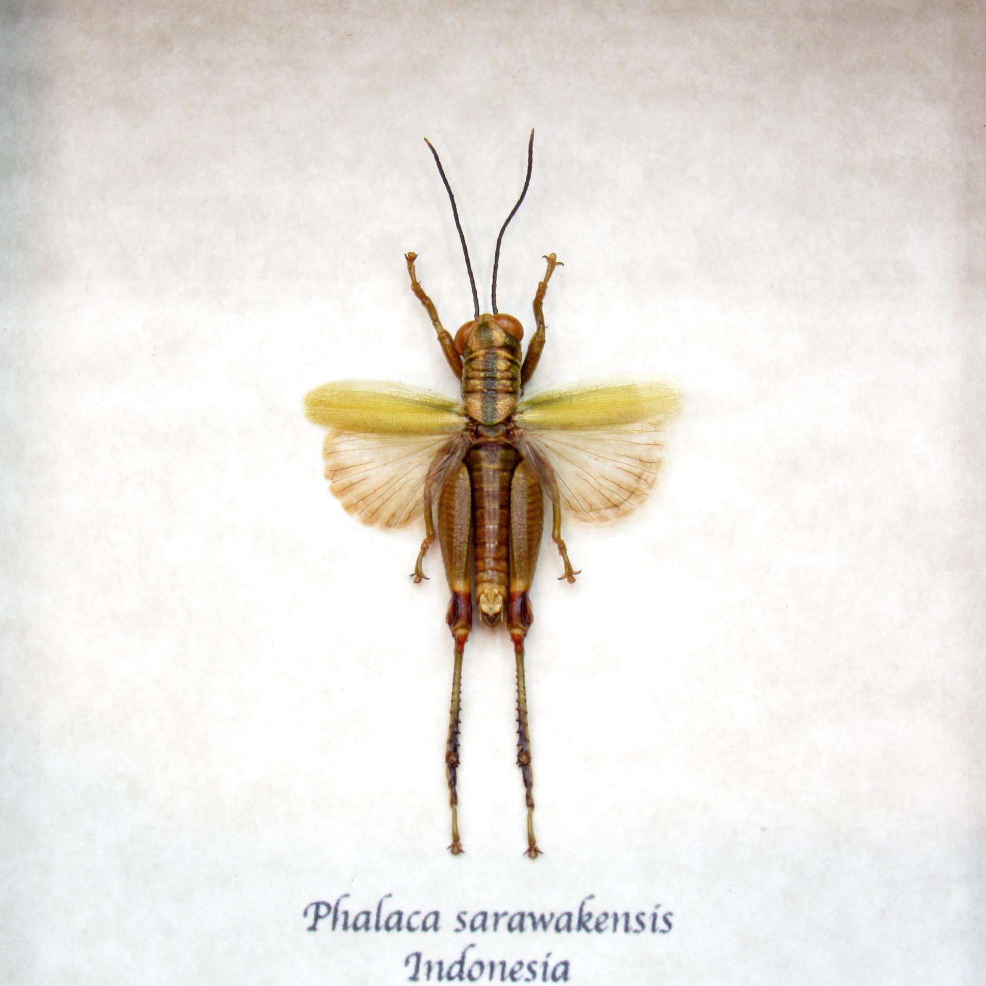 Real tiny green Grasshopper framed taxidermy - Phalaca sarawakensis
