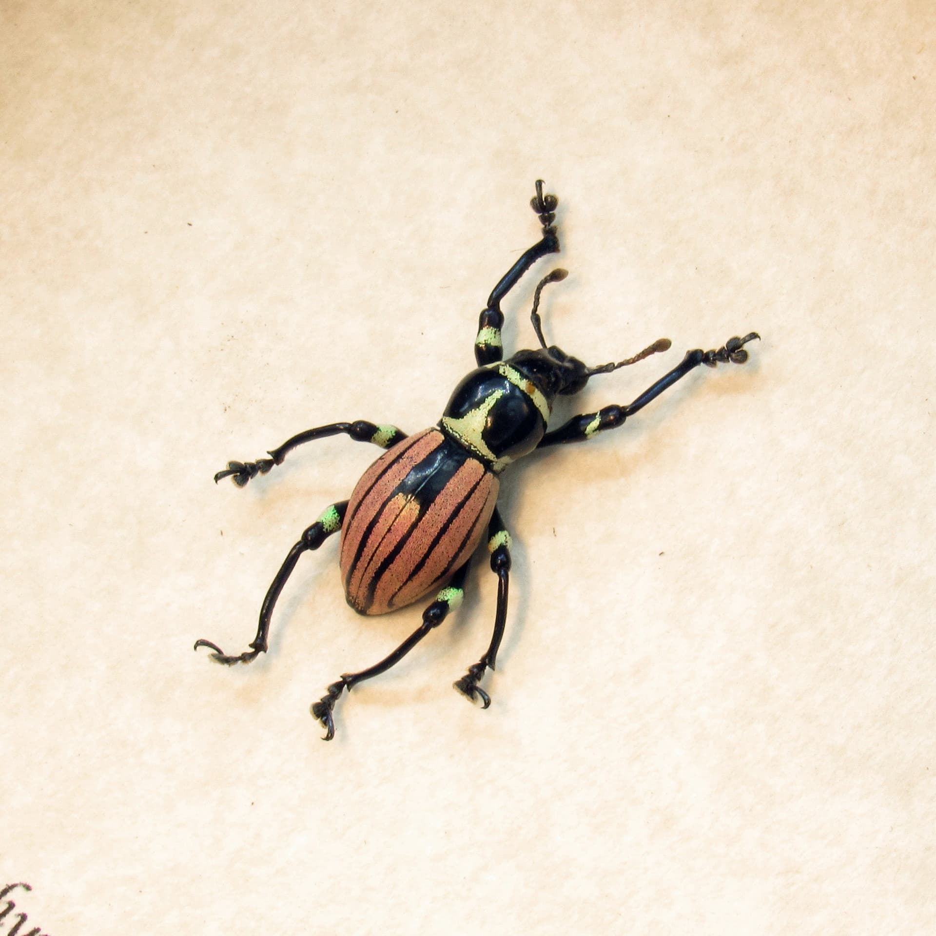 WEEVIL MANIA! Rare pink beetle framed taxidermy - Pachyrhynchus loheri