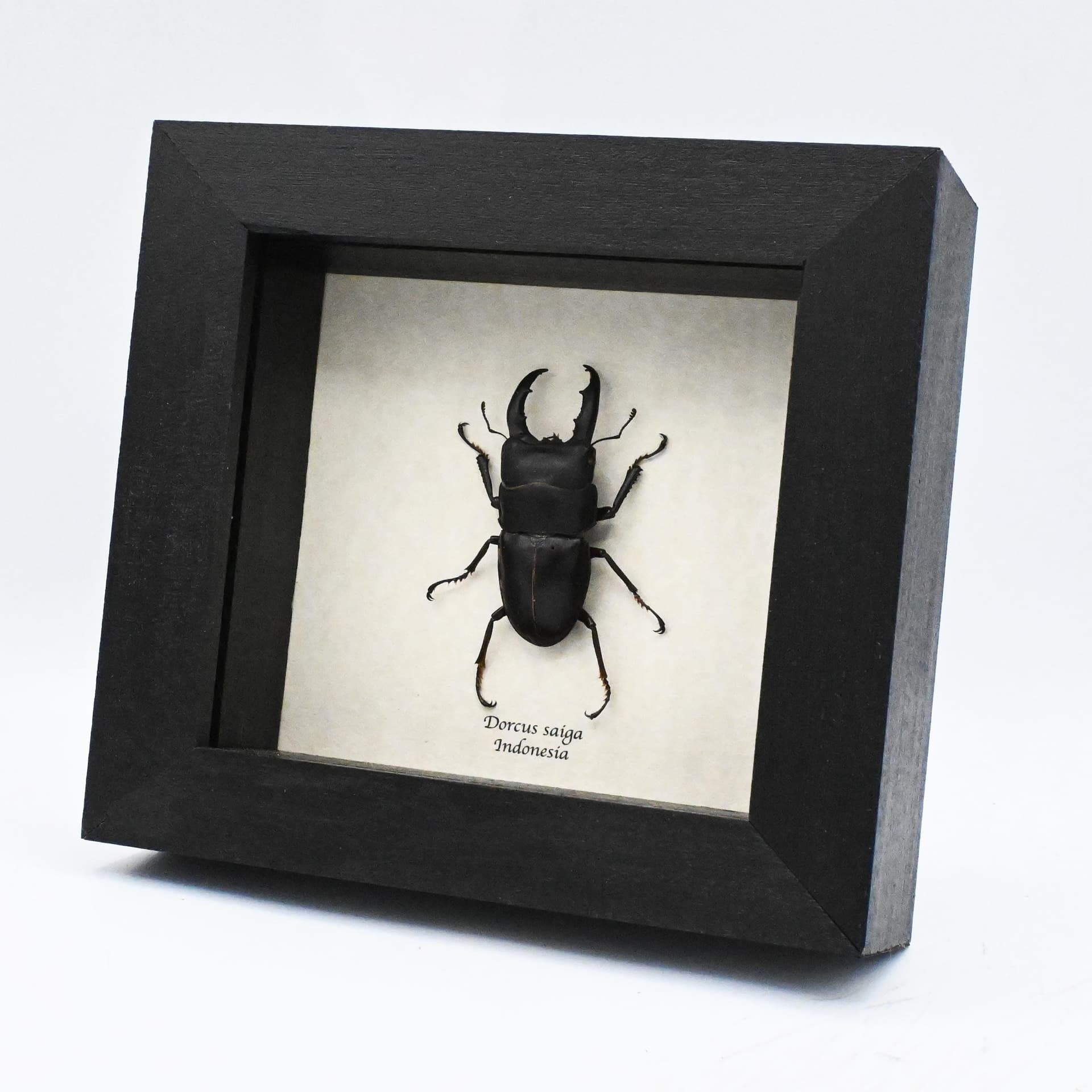Real Stag beetle framed taxidermy - Dorcus saiga