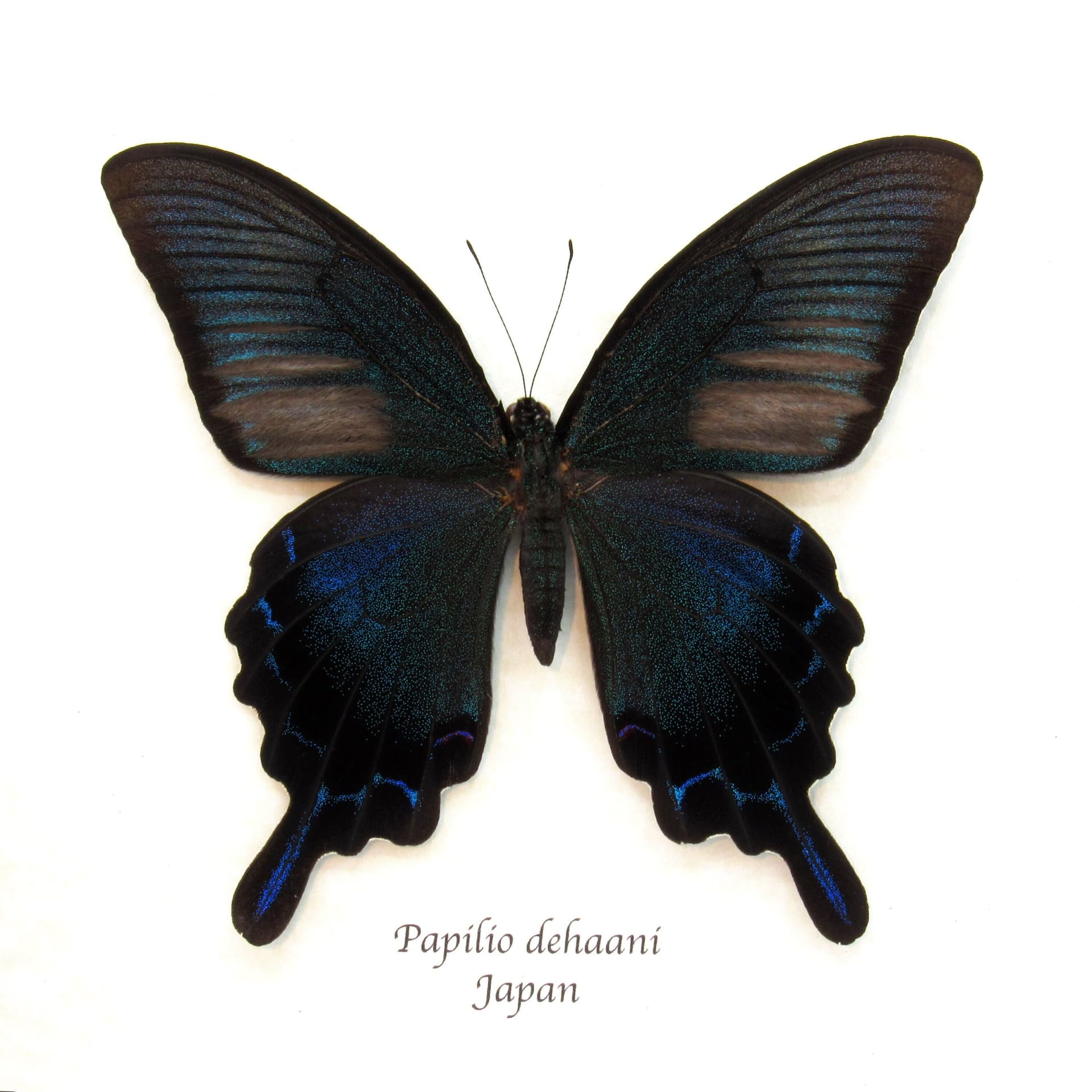 Giant Japanese Peacock butterfly framed taxidermy - Papilio dehaani - summer form