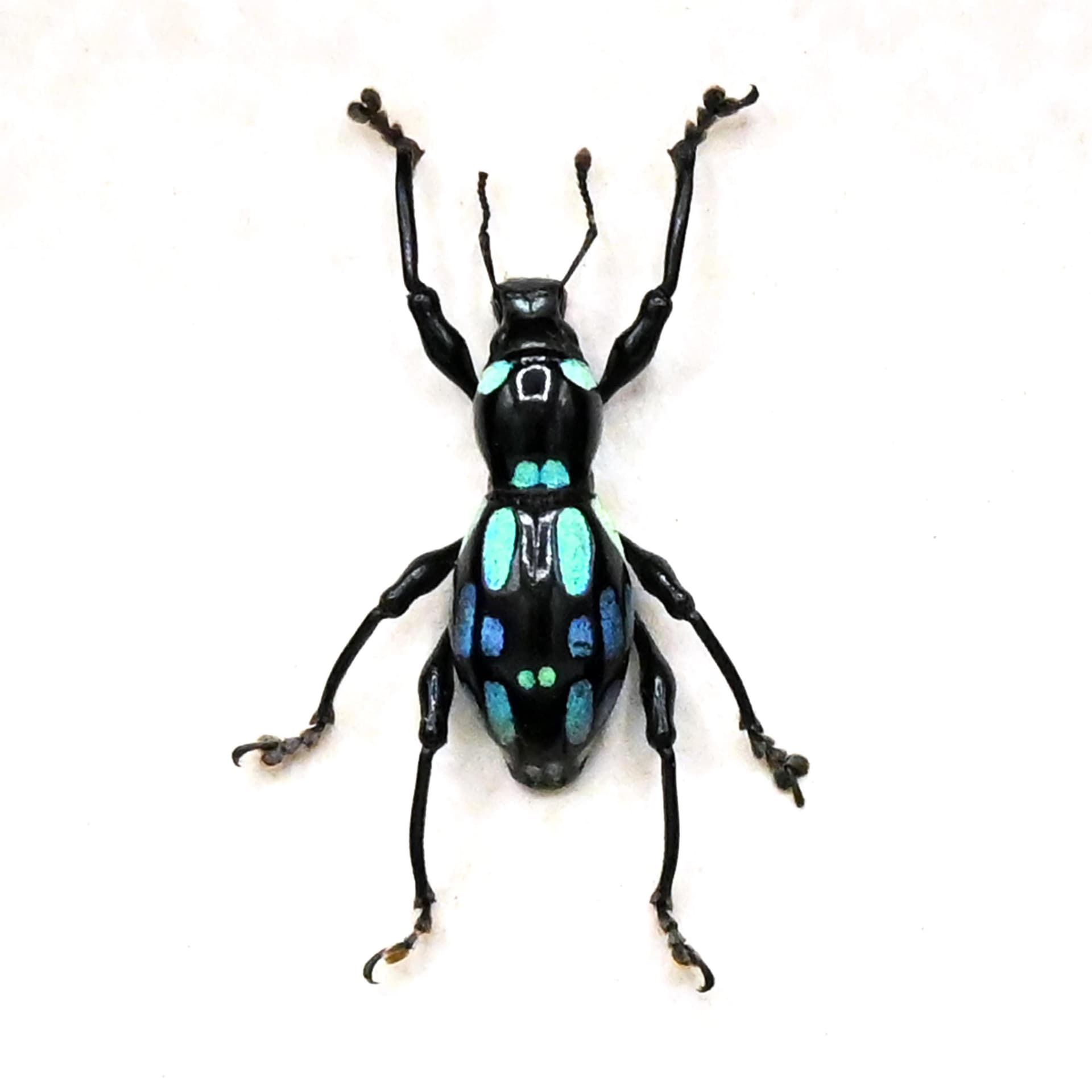 WEEVIL MANIA - Real blue beetle framed - Pachyrhynchus ocellatus - rare color form