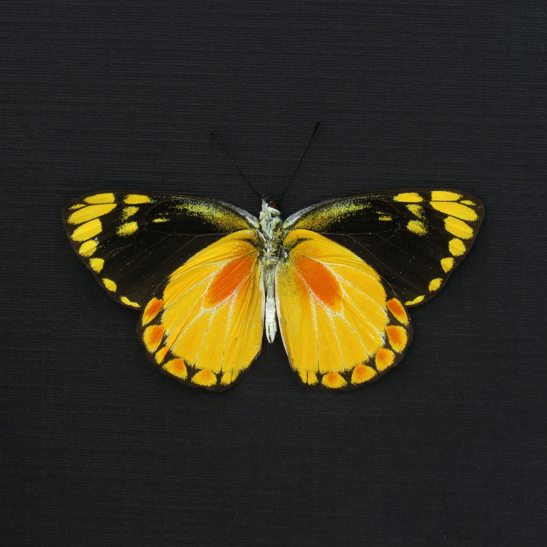 Real yellow Delias butterfly framed taxidermy - Delias lemoulti - Victorian mount