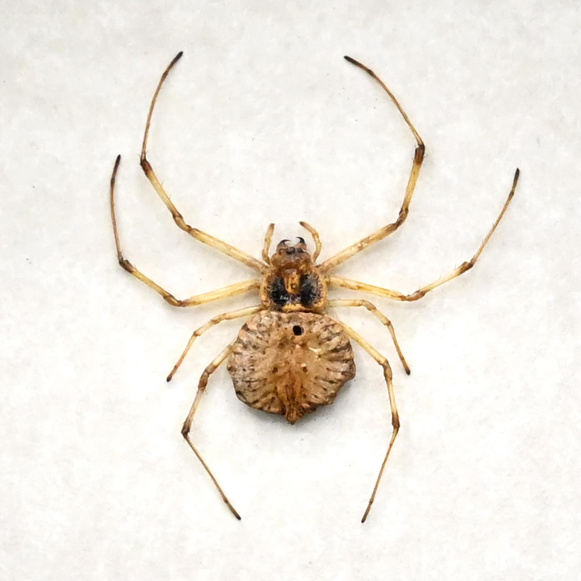 Real Spotted Coin Spider framed taxidermy - Herennia multipuncta