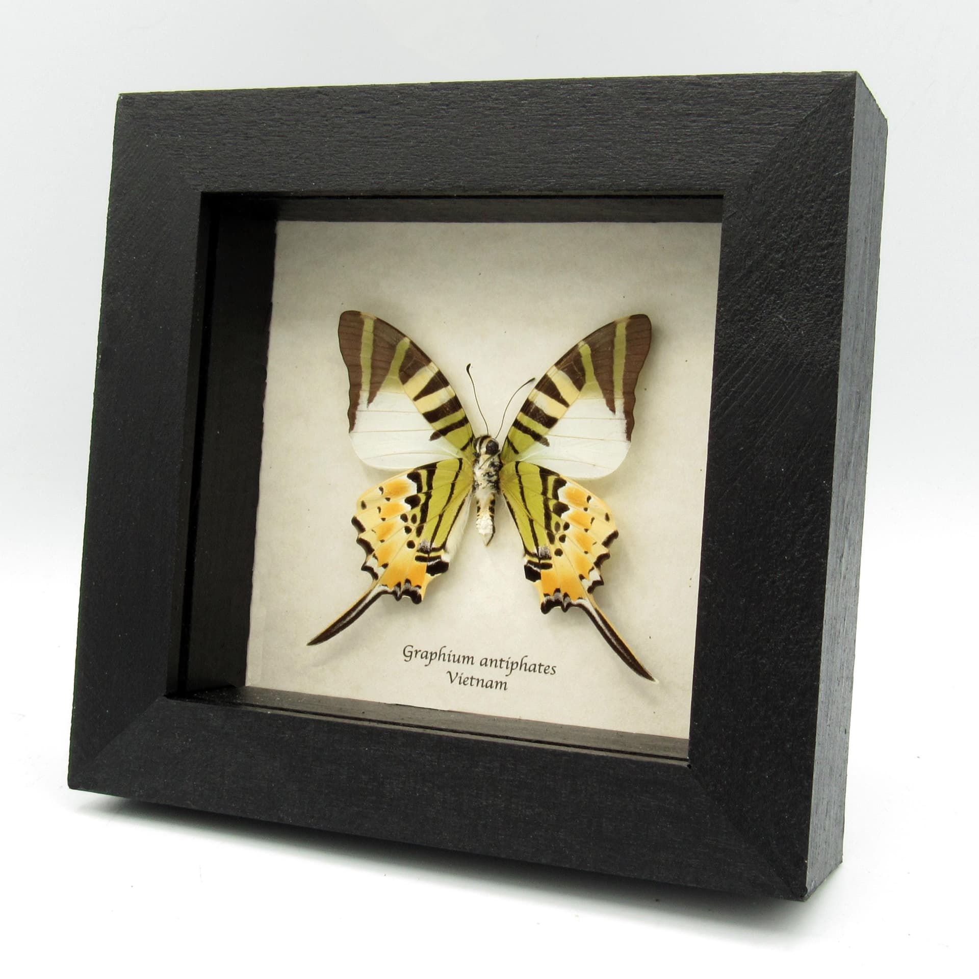 Real Swordtail butterfly framed taxidermy - Graphium antiphates
