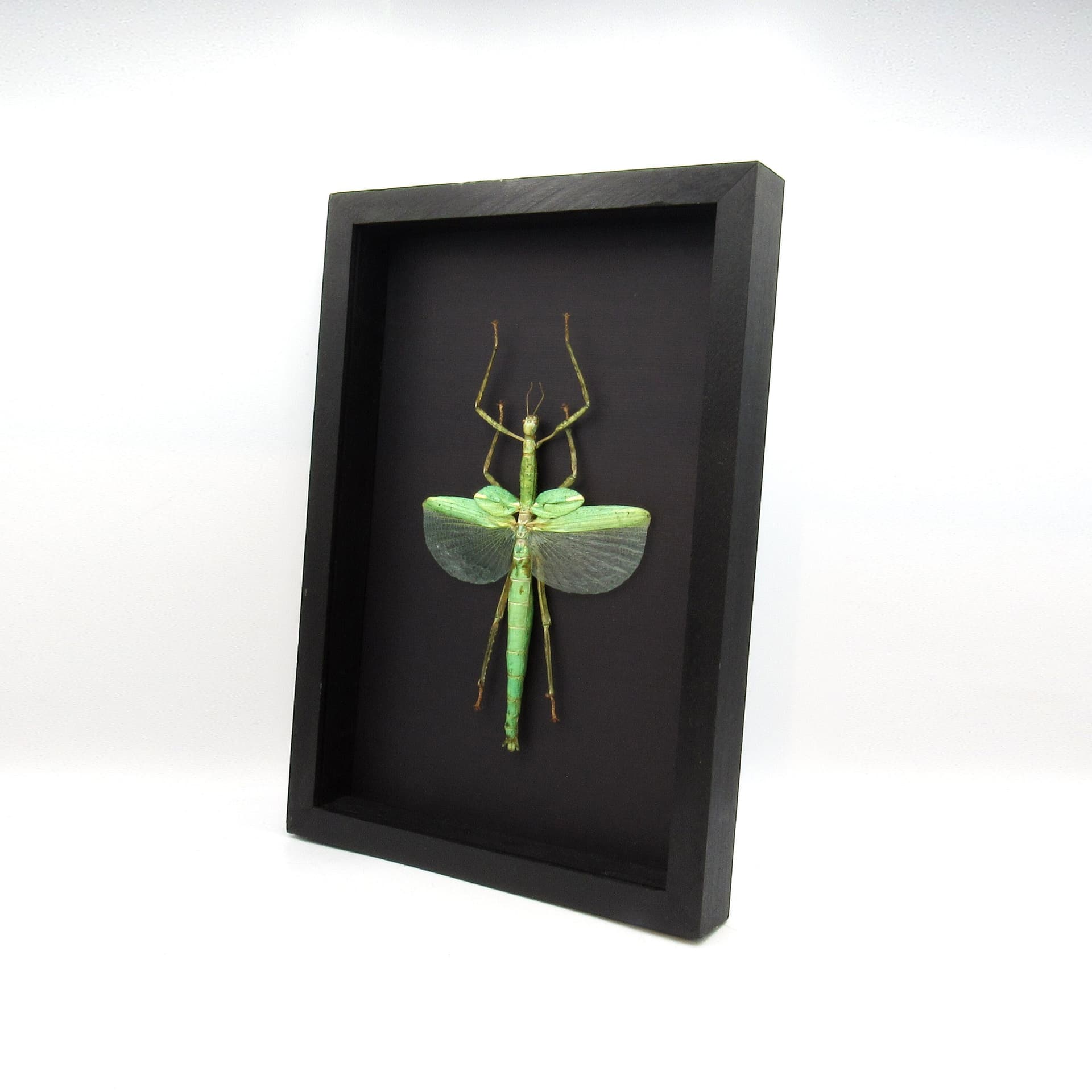 Real Giant Stick Bug framed taxidermy - Eurycnema versirubra - female - 9.5 inches