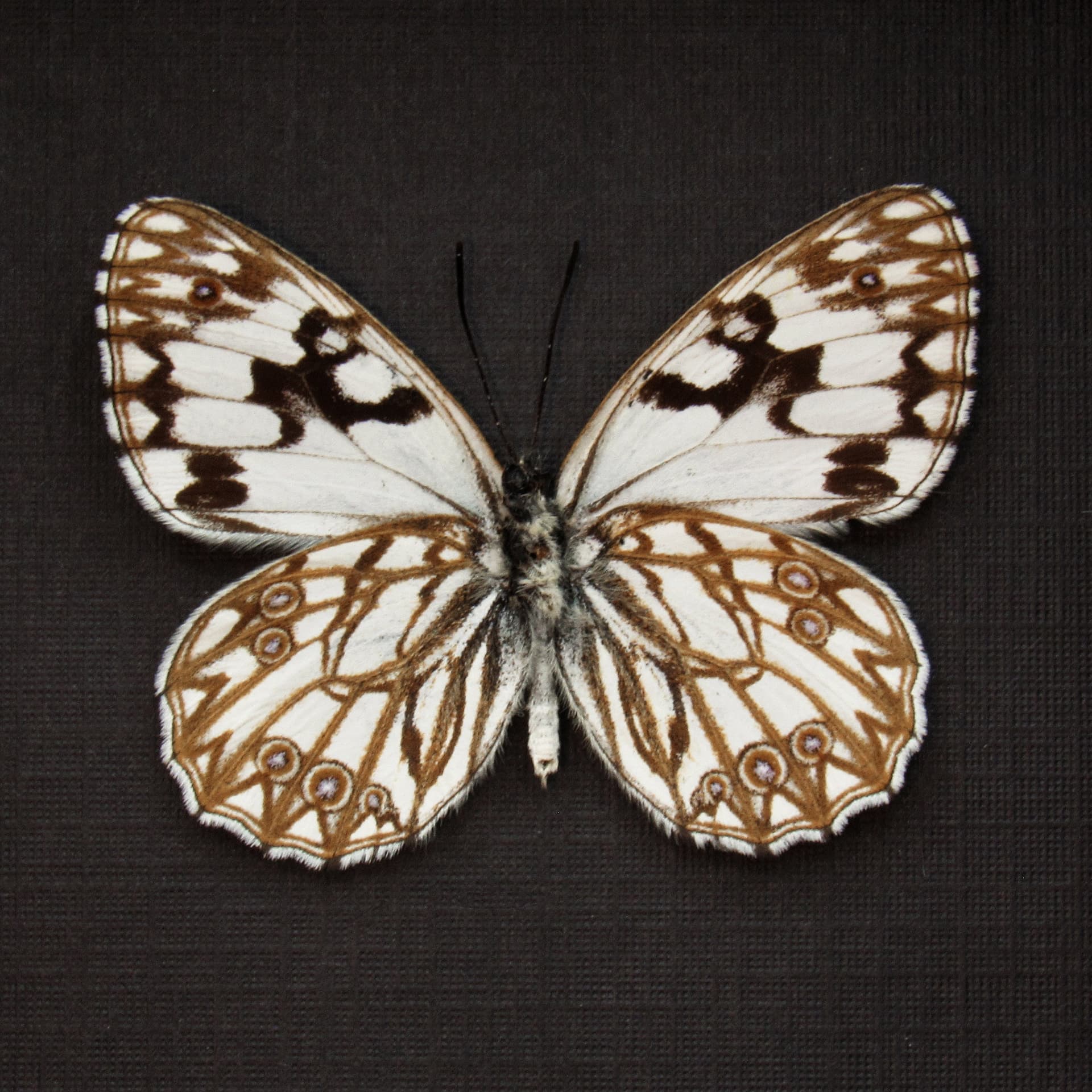 Real Western Marbled White butterfly framed taxidermy - Melanargia occitanica