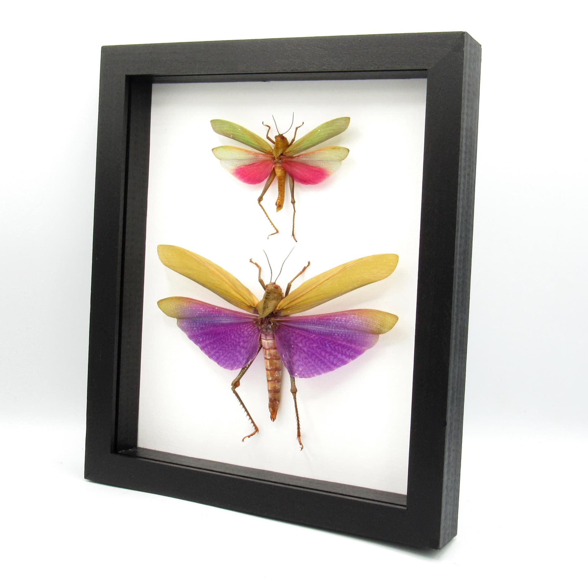Real Giant grasshoppers framed taxidermy - Titanacris albipes and Lophacris cristata