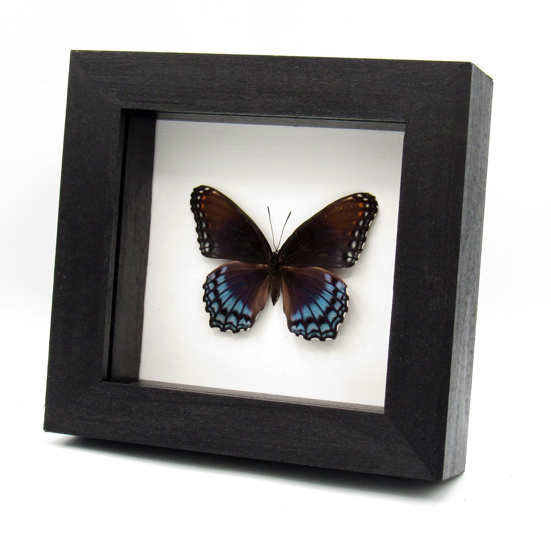 Real "Red-spotted Purple" butterfly framed taxidermy - Limenitis arthemis astyanax