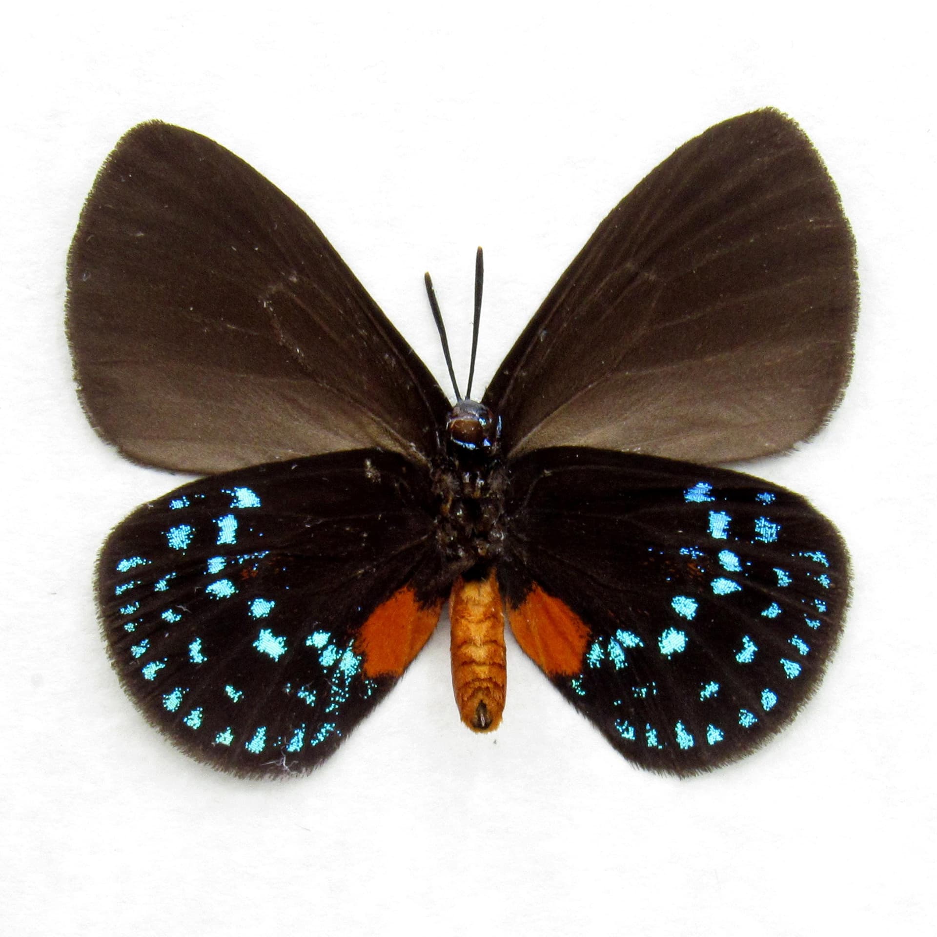 Real Coontie Hairstreak butterfly framed taxidermy - Eumaeus atala