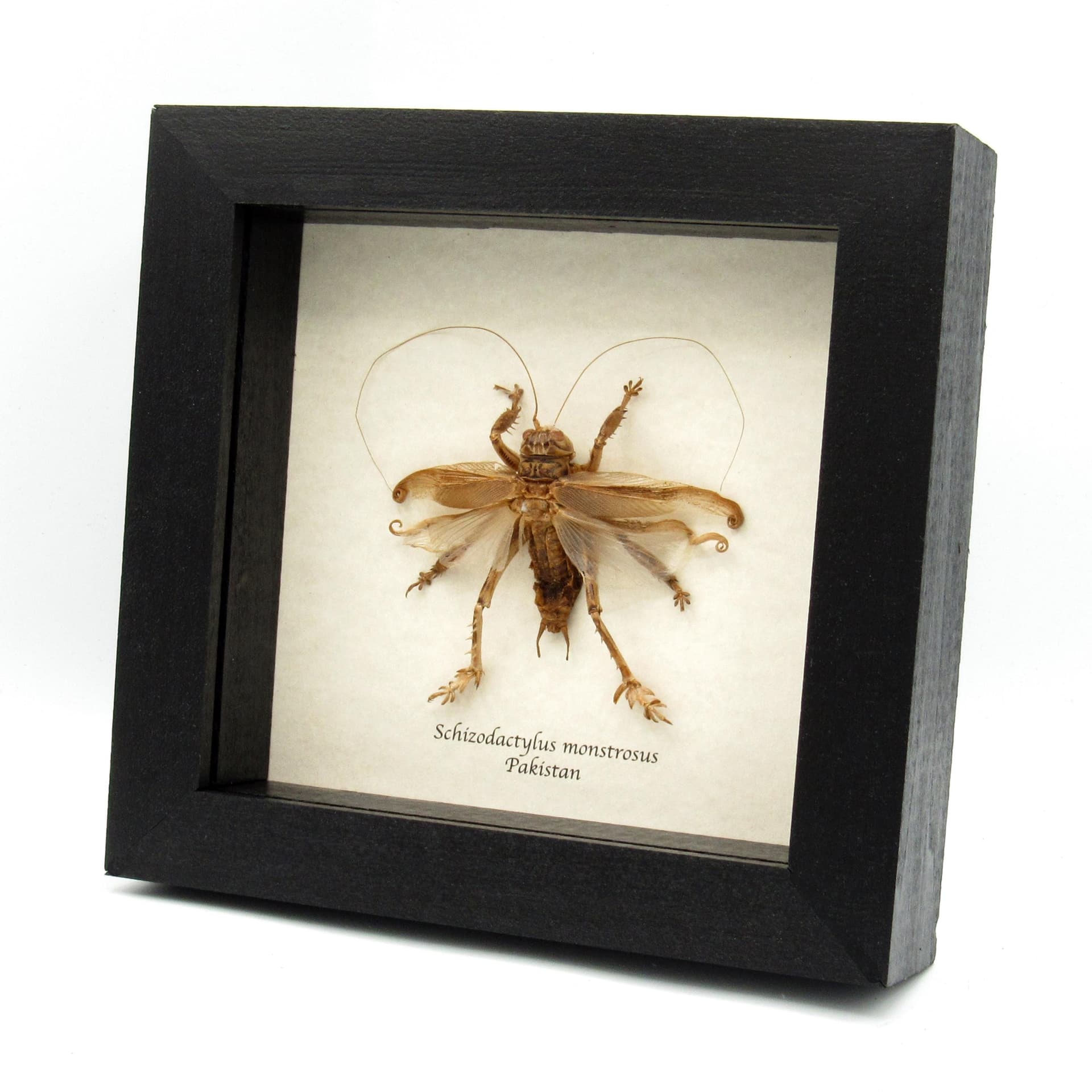 Rare Carnivorous Pakistani Desert Cricket framed taxidermy - Schizodactylus monstrosus