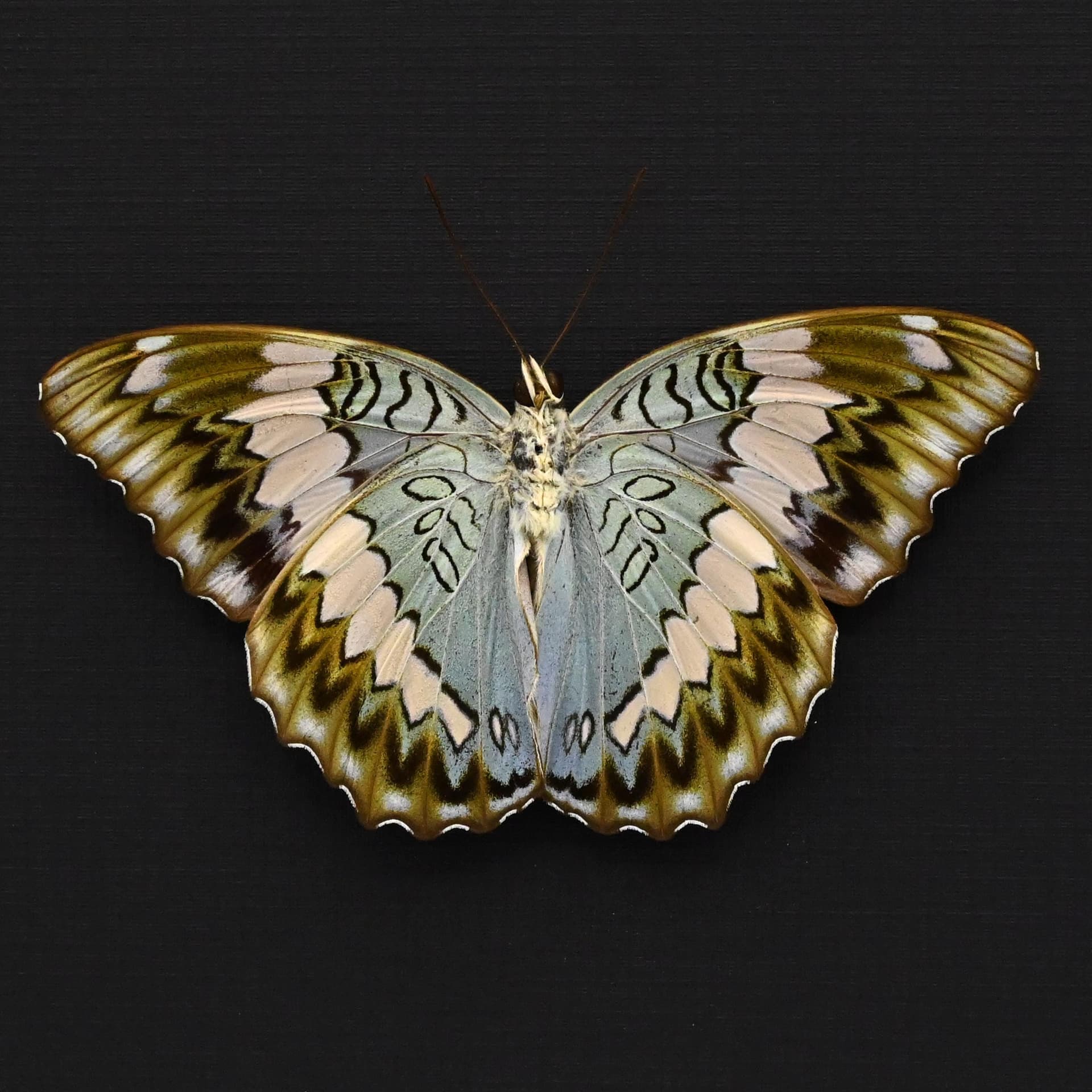 Rare real Blue Duke butterfly framed specimen - Euthalia durga - Victorian mount