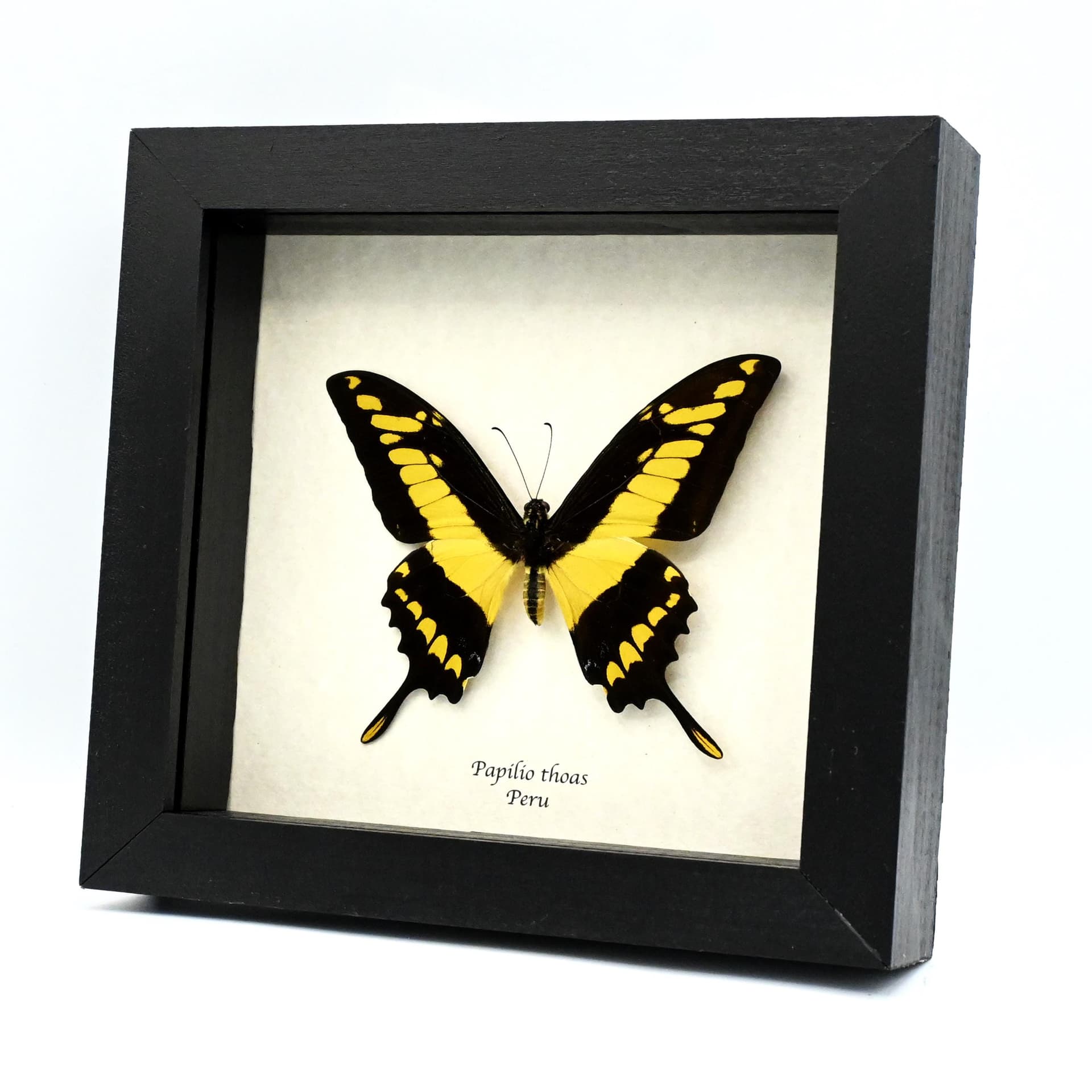 Real Giant swallowtail butterfly framed taxidermy - Papilio thoas