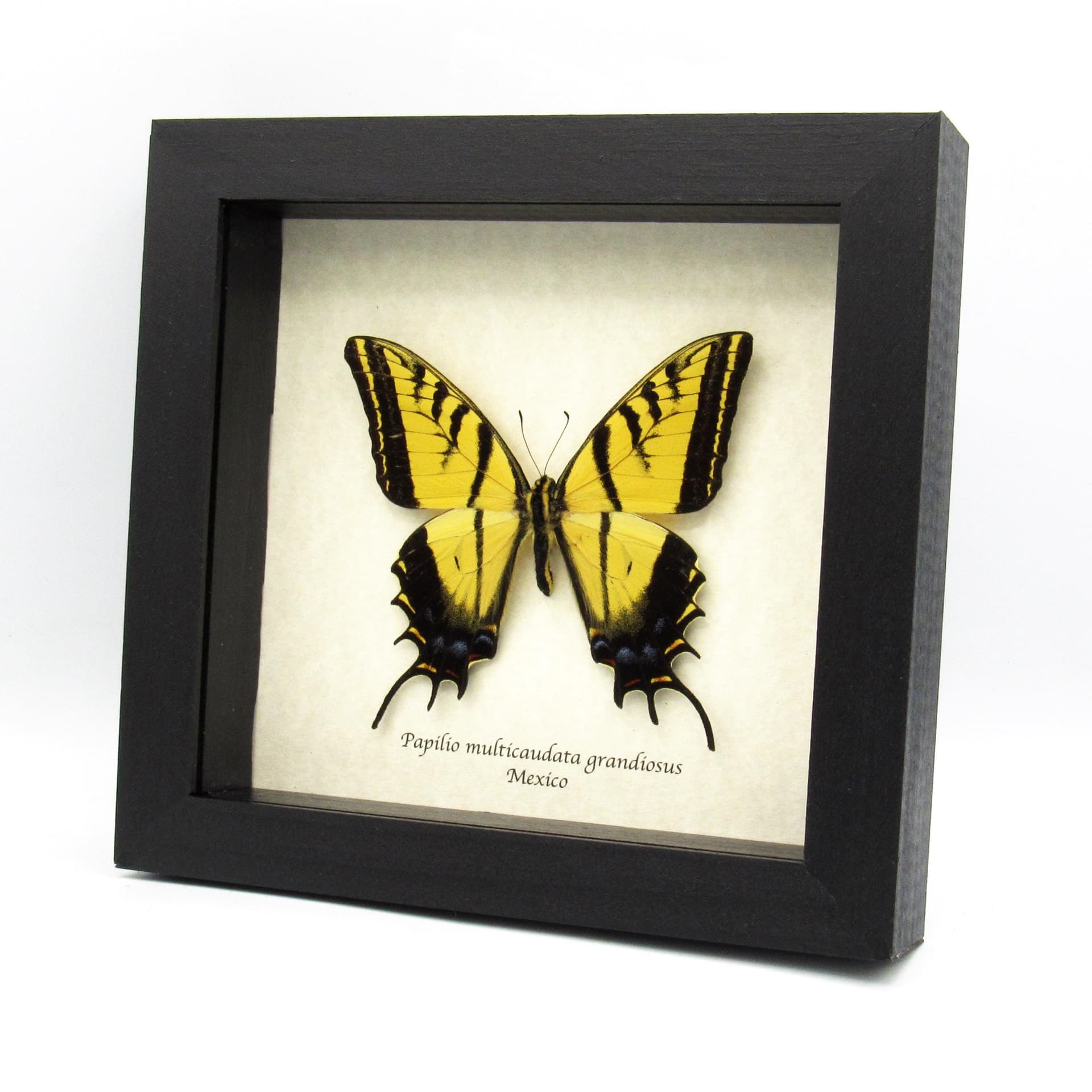 Rare large Two-Tailed Swallowtail framed - Papilio multicaudata grandiosus