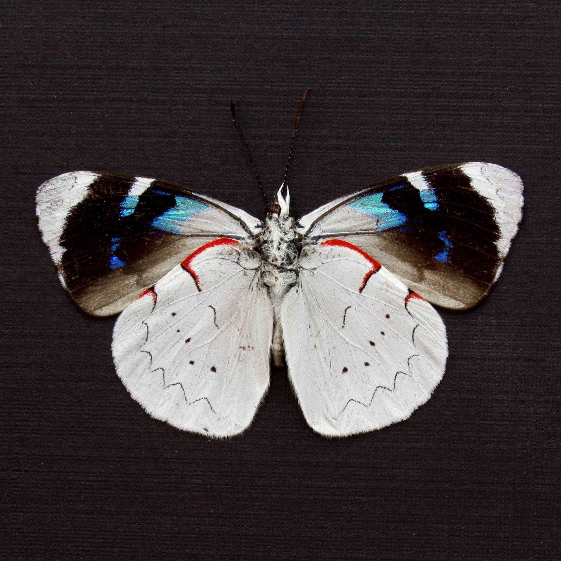 Real silver butterfly framed taxidermy - Perisama lanice - Victorian mount