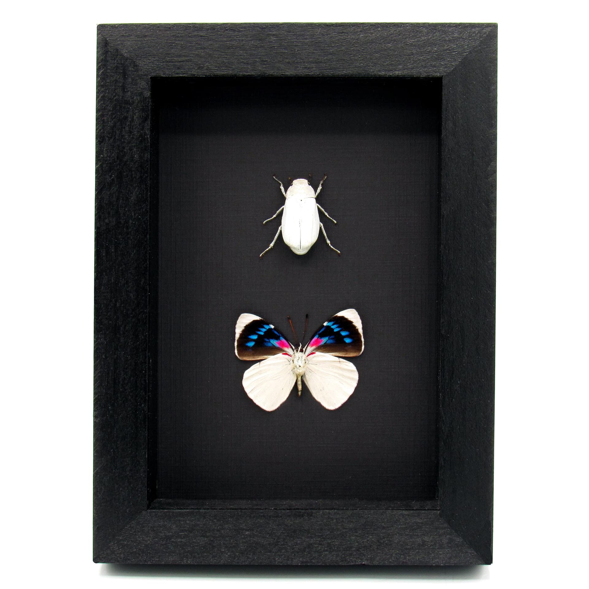 Real white beetle and butterfly framed taxidermy - Melolonthinae cyphochilus and Perisama bomplandii