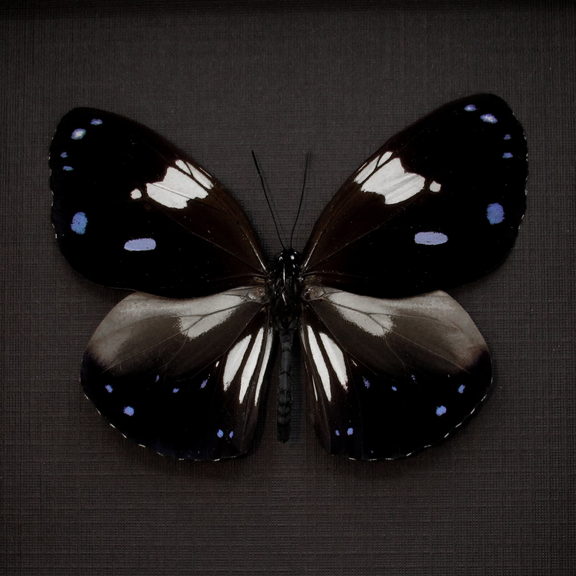Real lavender butterfly framed taxidermy - Euploea rhadamanthus