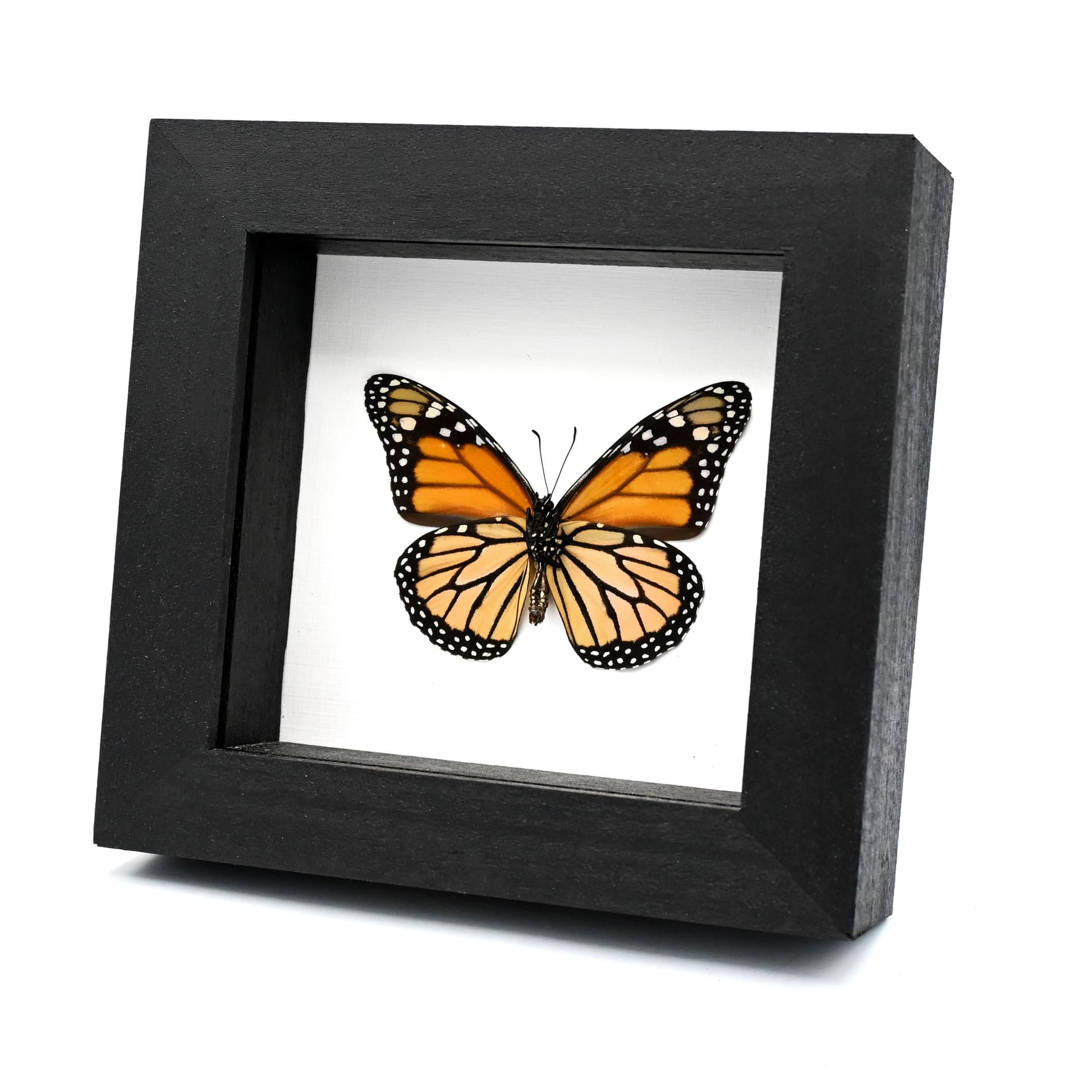 Real Monarch framed taxidermy butterfly - Danaus plexippus