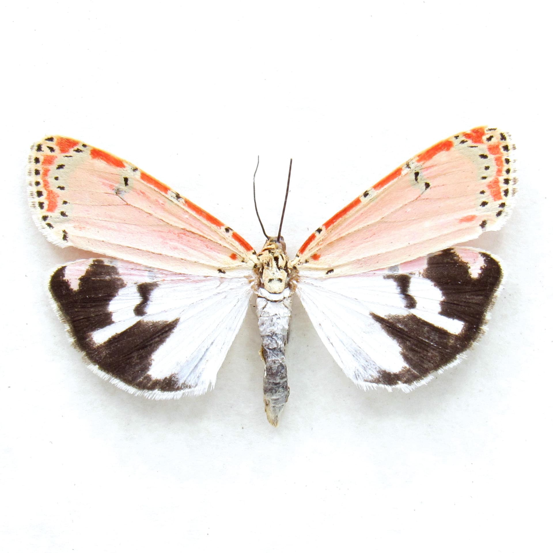 Real pink Bella Rattlebox moth framed taxidermy - Utetheisa ornatrix - female