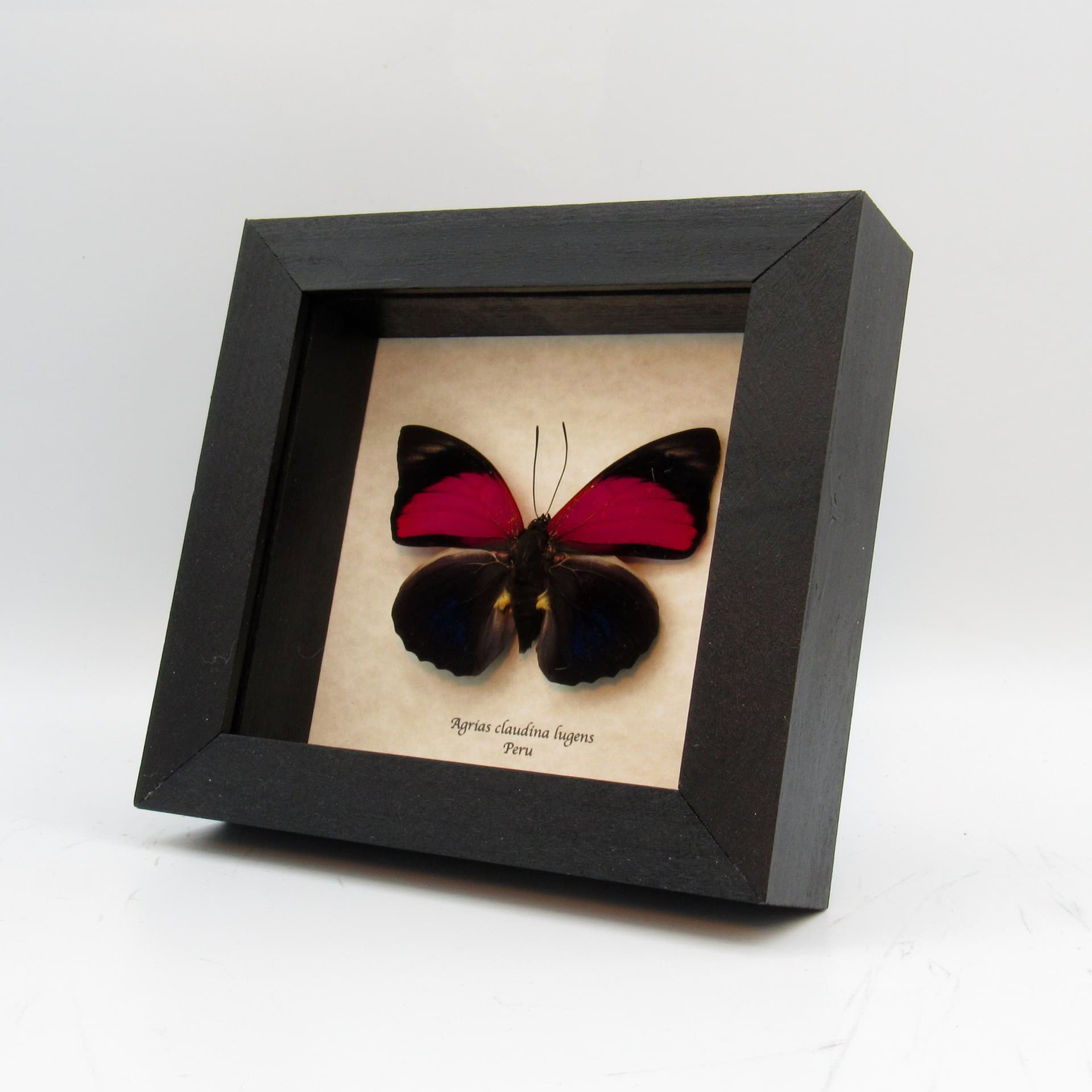 Real Brush-footed butterfly framed taxidermy - Agrias claudina lugens