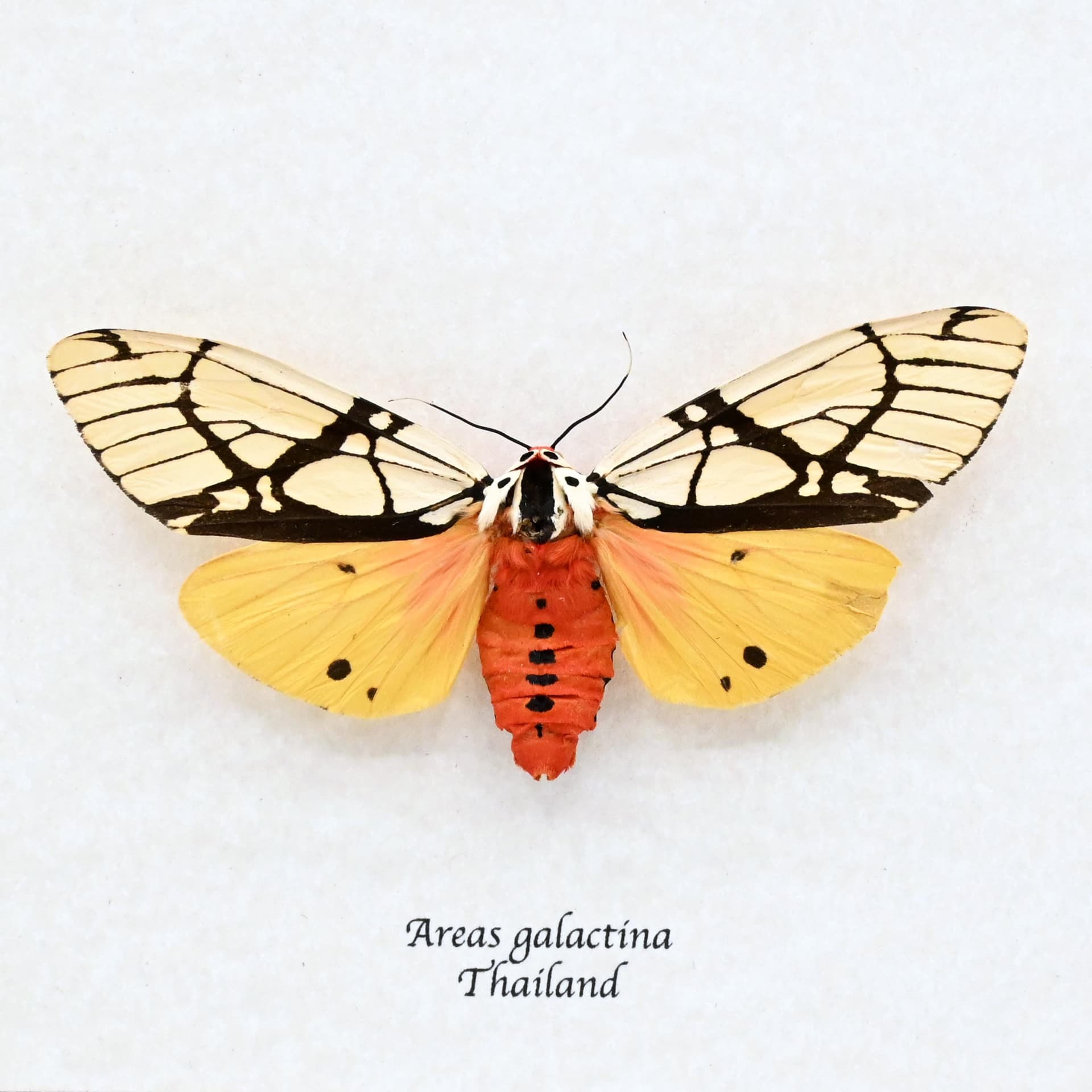 Real large yellow Milky Tiger moth framed taxidermy - Areas galactina