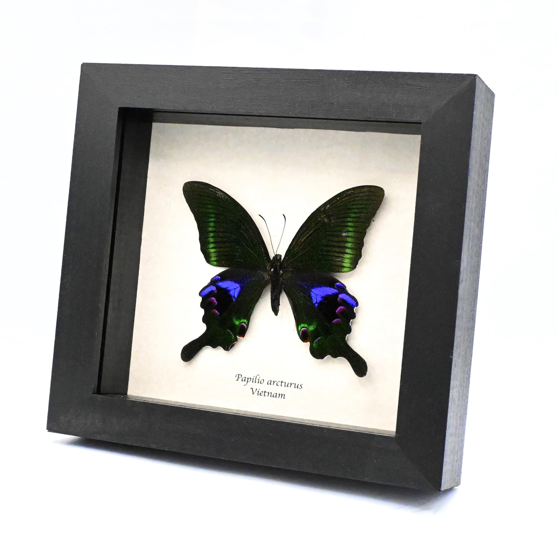 Large purple Peacock butterfly framed taxidermy - Papilio arcturus