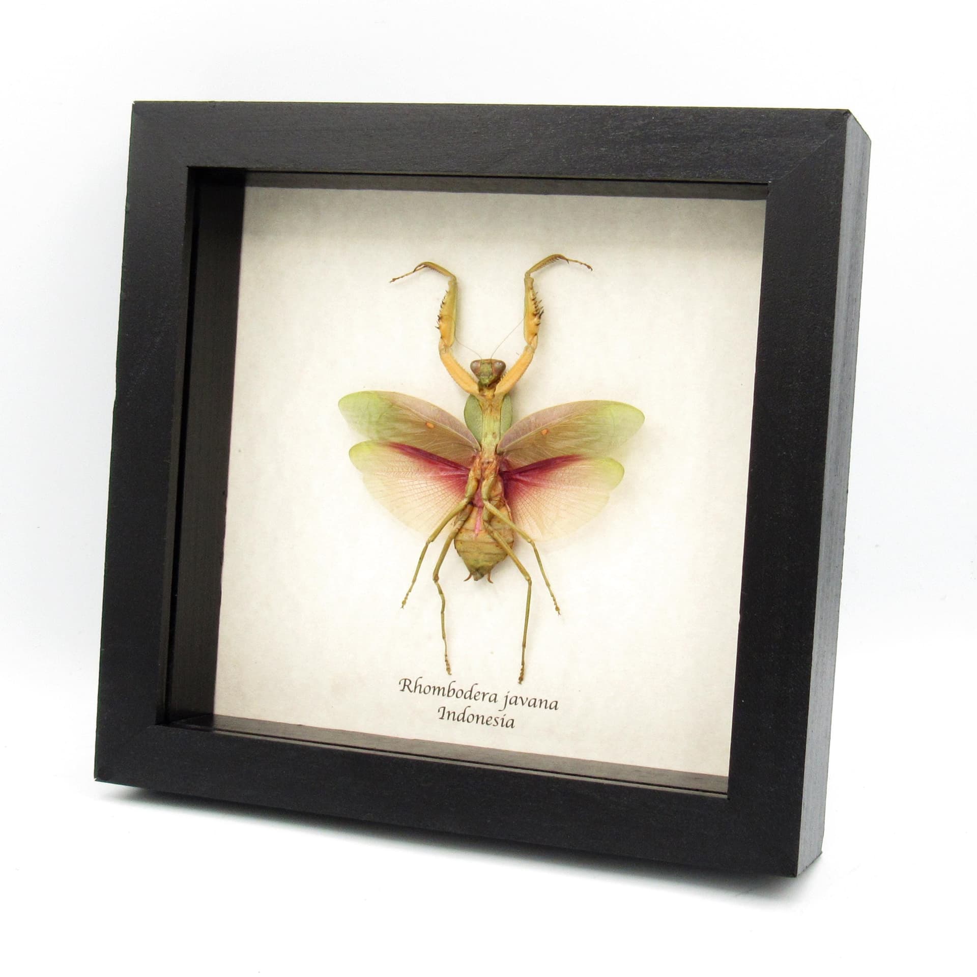 Real Giant Hooded Leaf Mantis framed taxidermy - Rhombodera javana - female