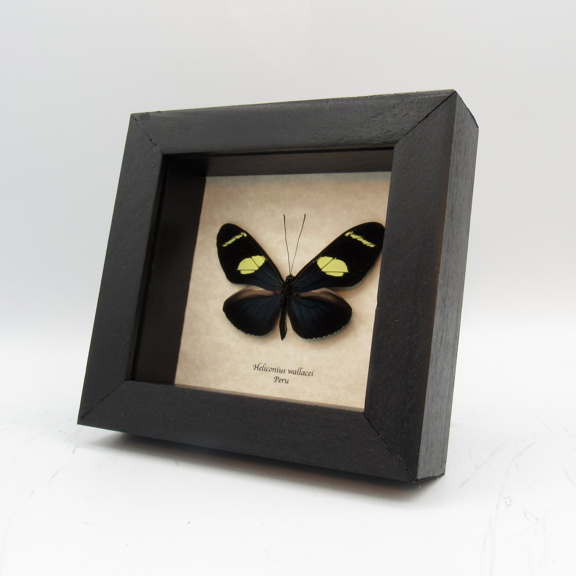 Real blue Longwing framed taxidermy butterfly - Heliconius wallacei