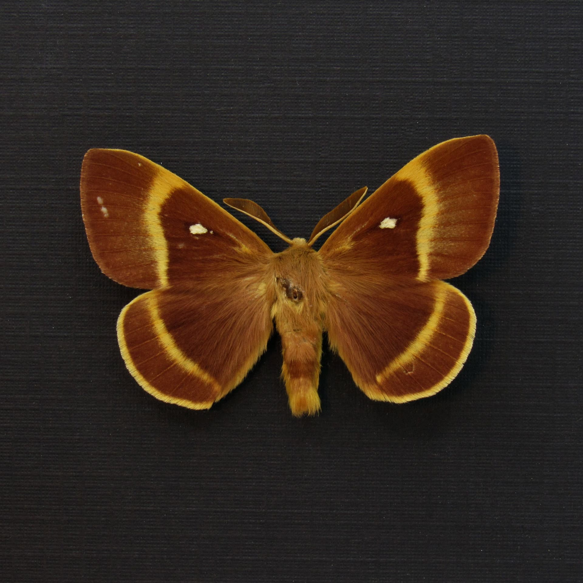 Real Oak Eggar moth framed taxidermy - Lasiocampa quercus