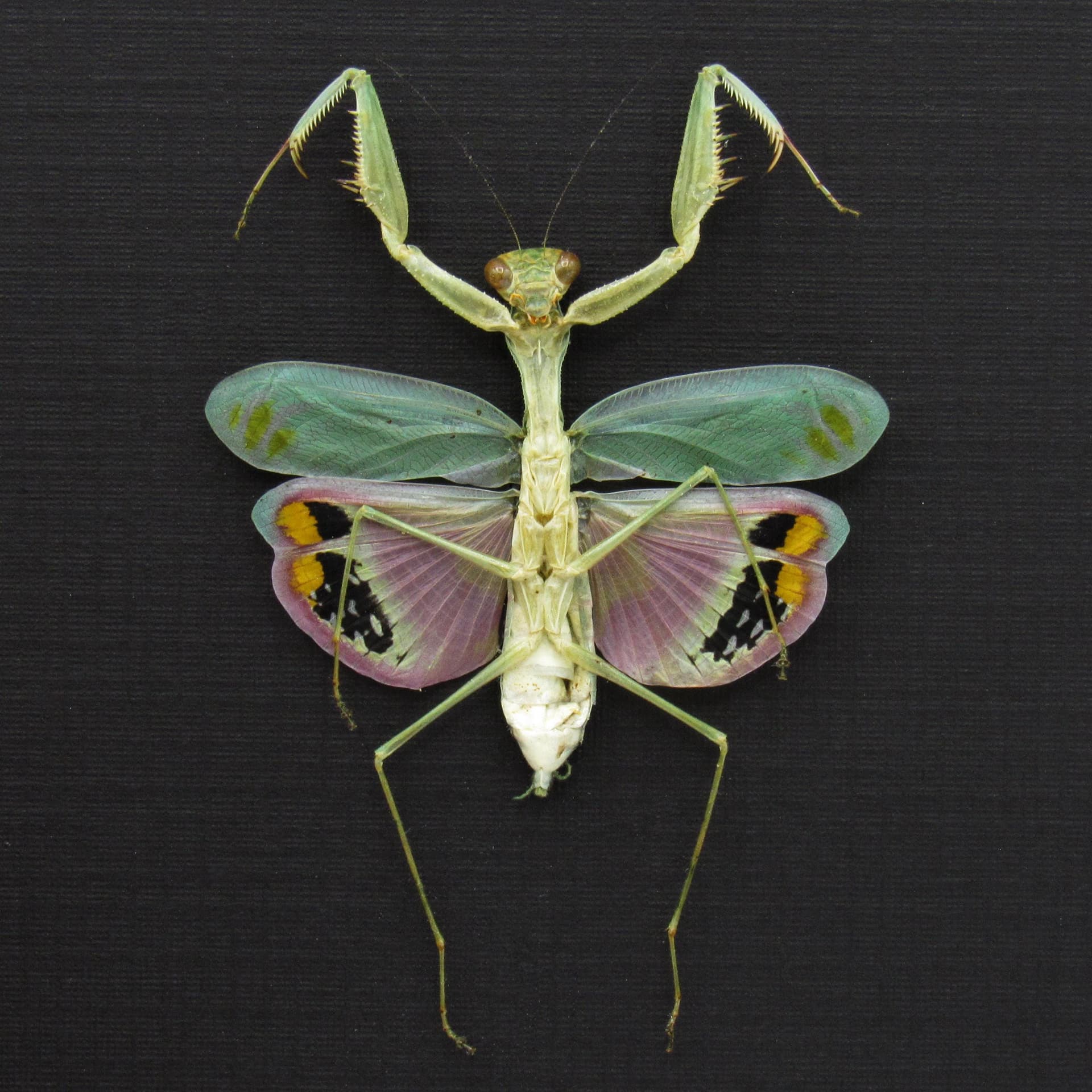 Rare framed Pink Umbrella Mantis taxidermy - Caliris elegans - female