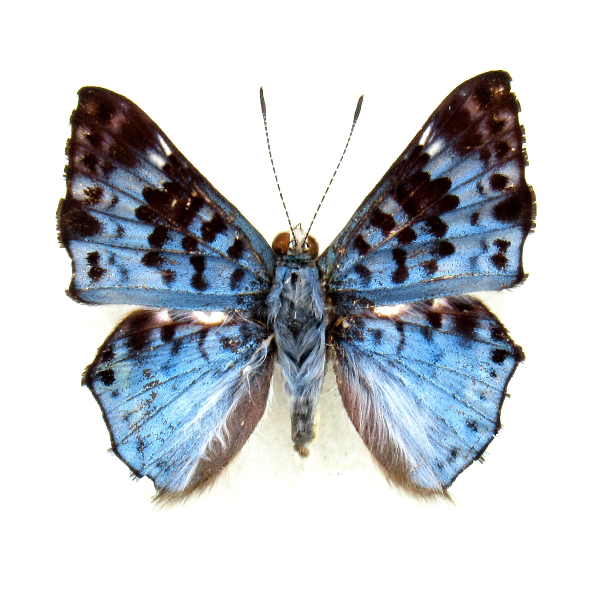 Real blue Metalmark butterfly framed taxidermy - Lasaia meris
