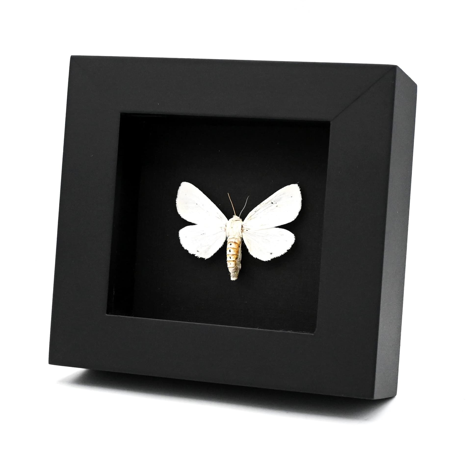 Real Salt Marsh moth framed specimen - Estigmene acrea - large female