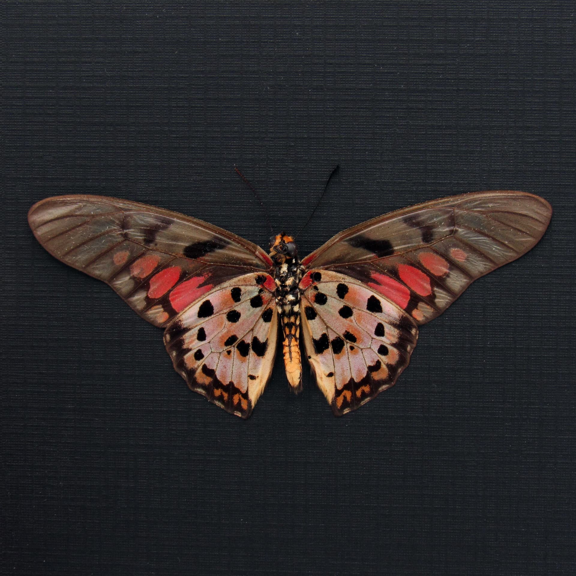 Real pink Acraea Swordtail butterfly framed taxidermy - Graphium ridleyanus - Victorian mount