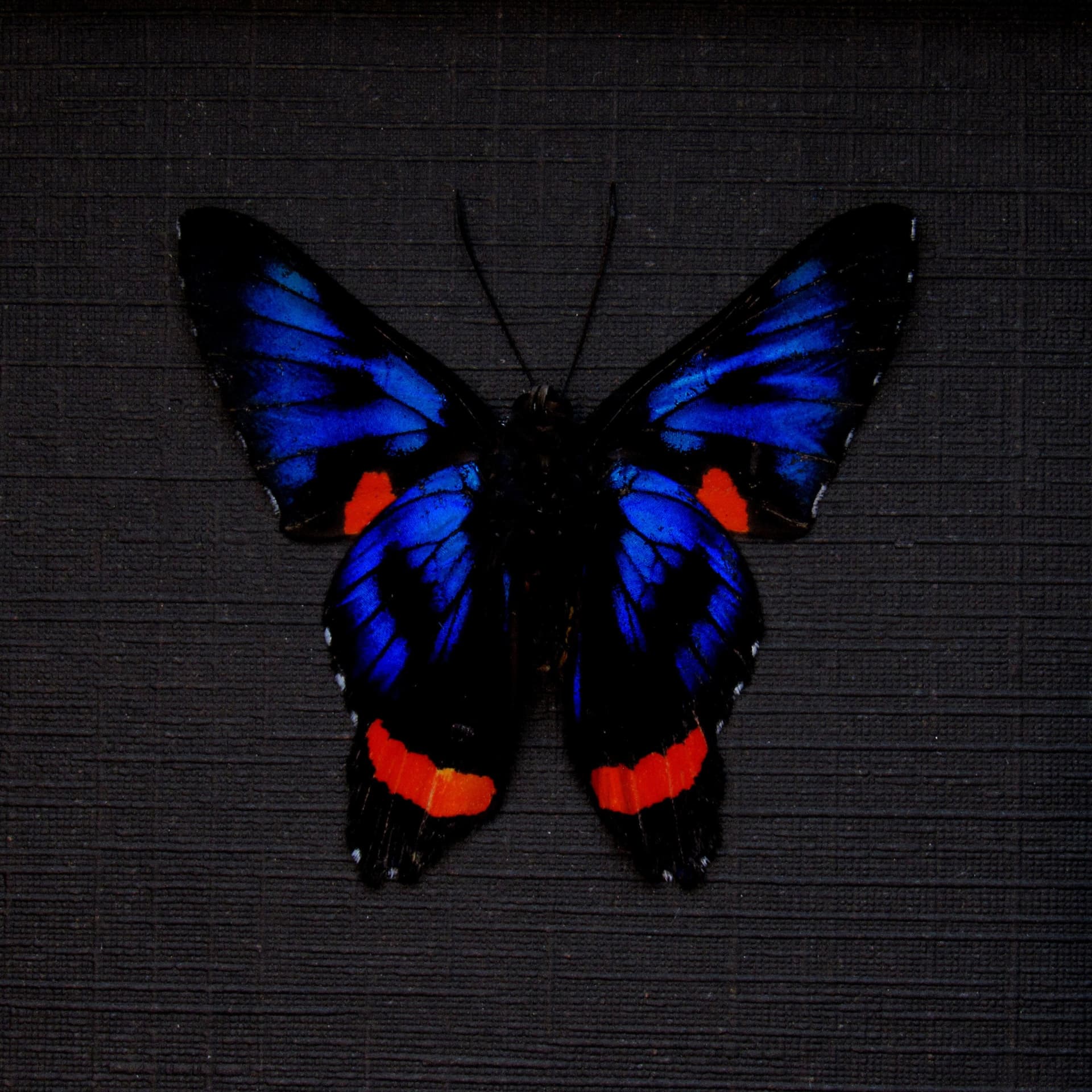 Real metallic blue Metalmark butterfly framed - Ancyluris colubra