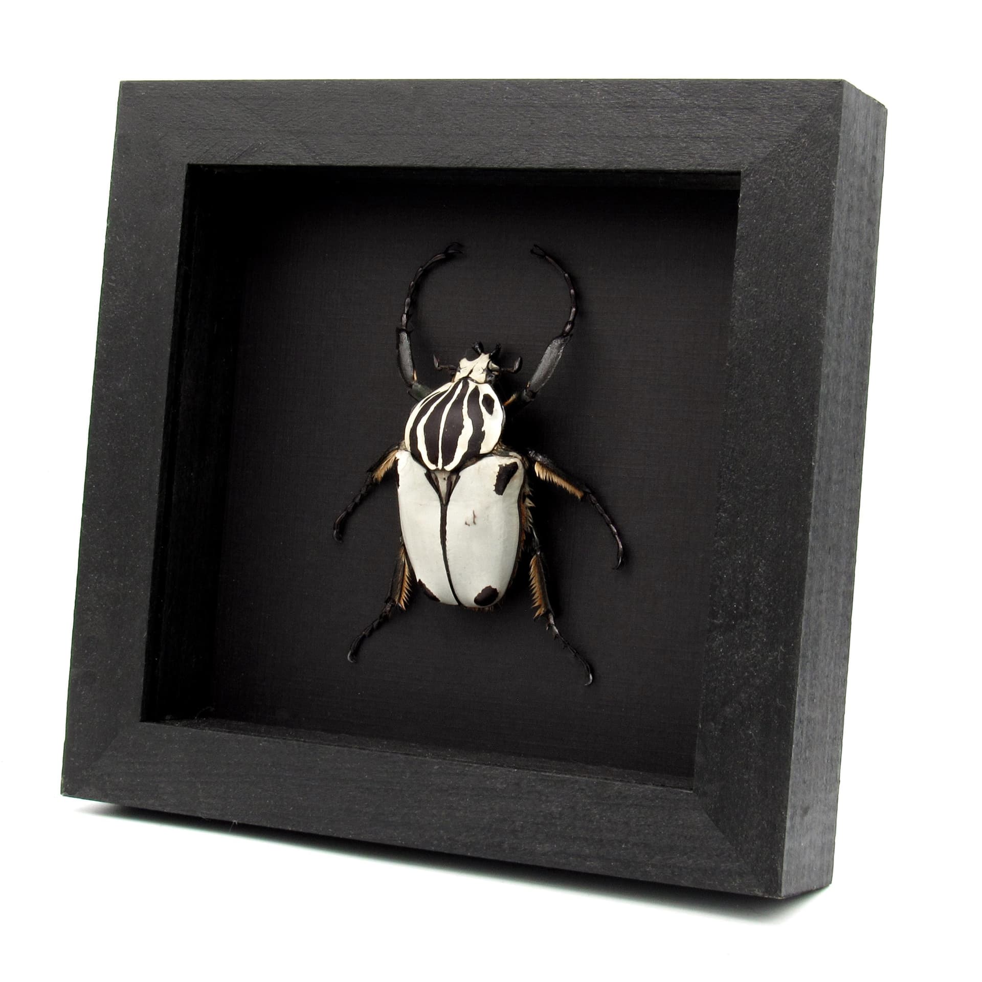Rare Goliath beetle framed specimen - Goliathus quadrimaculatus - pristine
