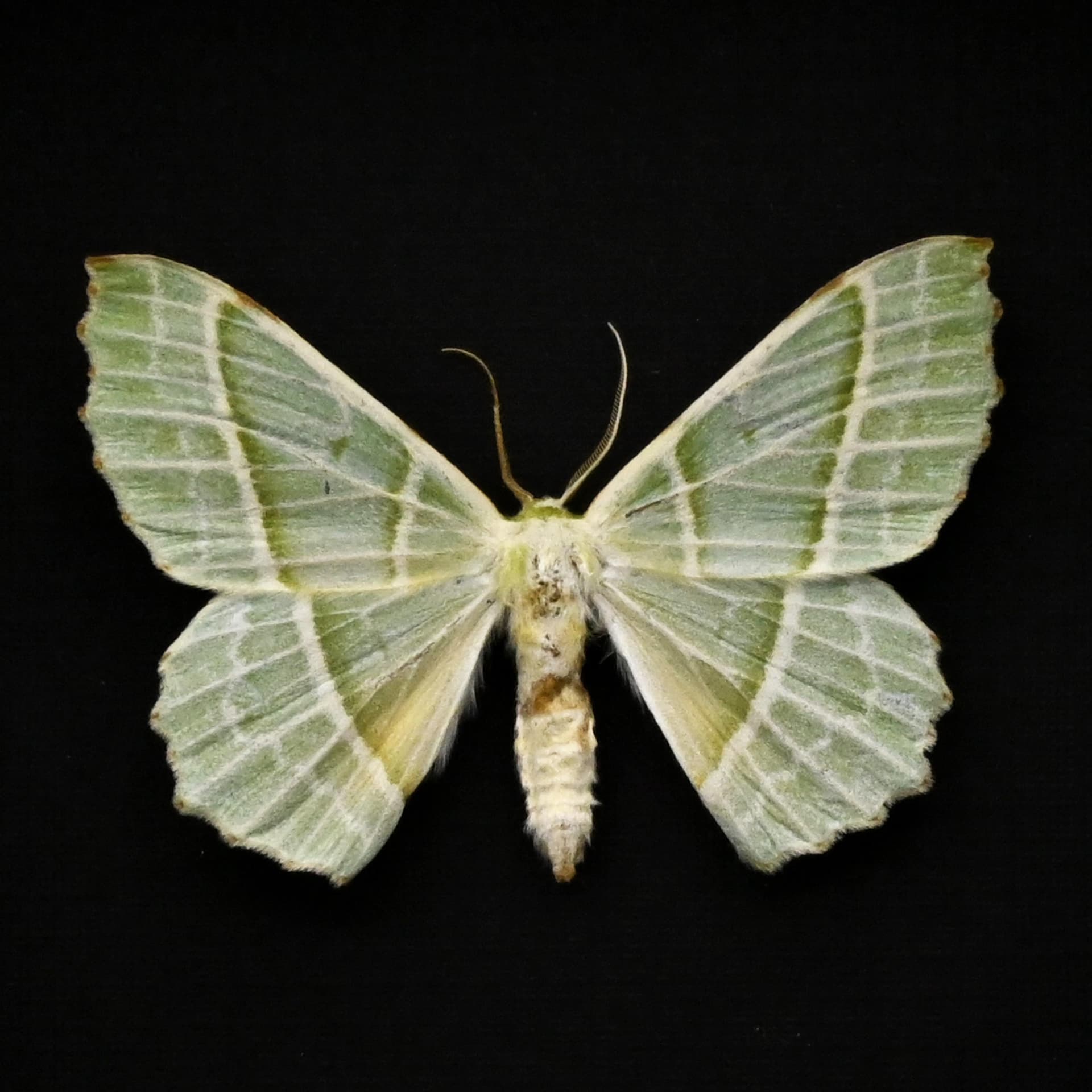 Real Green Geometer moth framed taxidermy - Geometra sponsaria